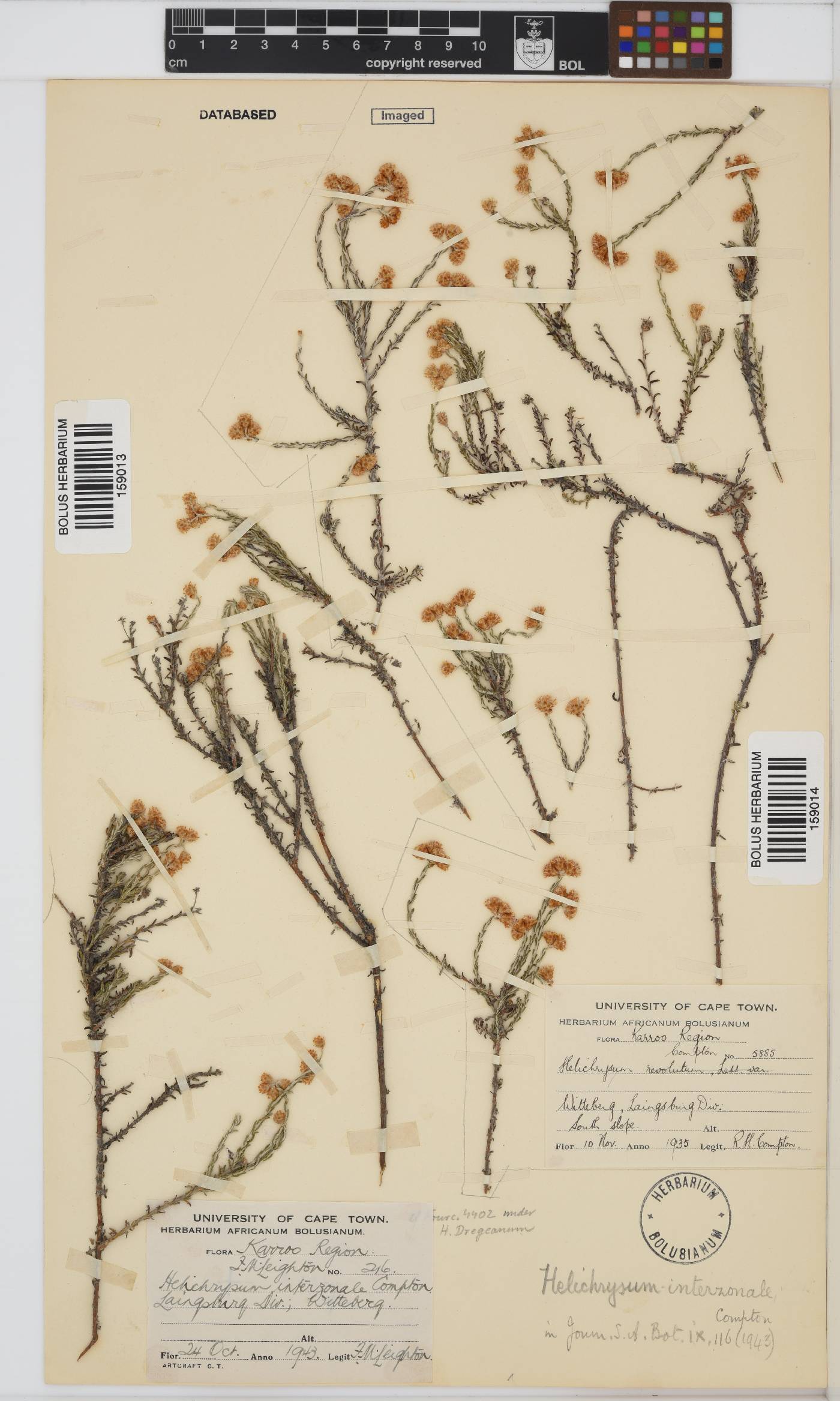 Helichrysum interzonale image