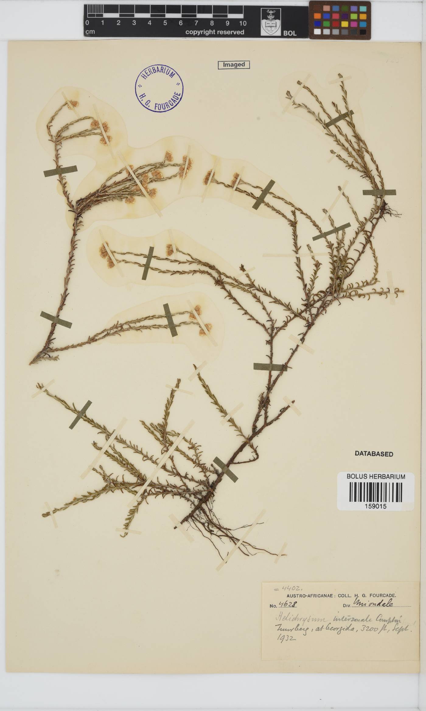 Helichrysum interzonale image