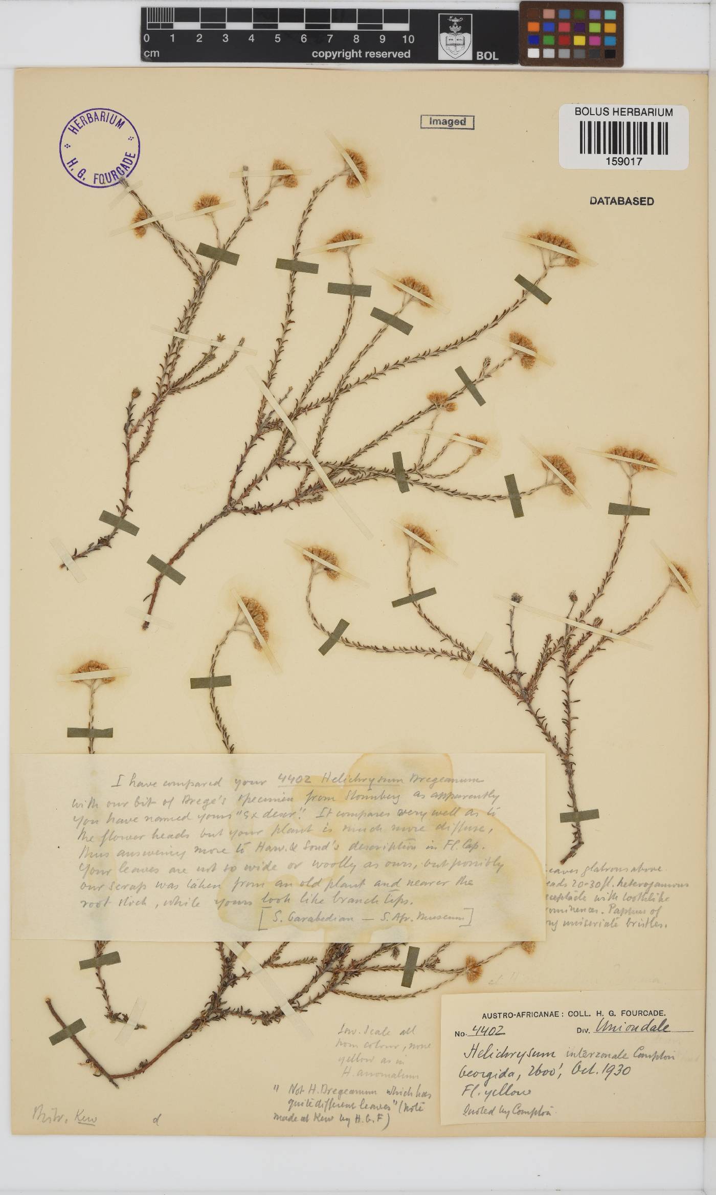 Helichrysum interzonale image