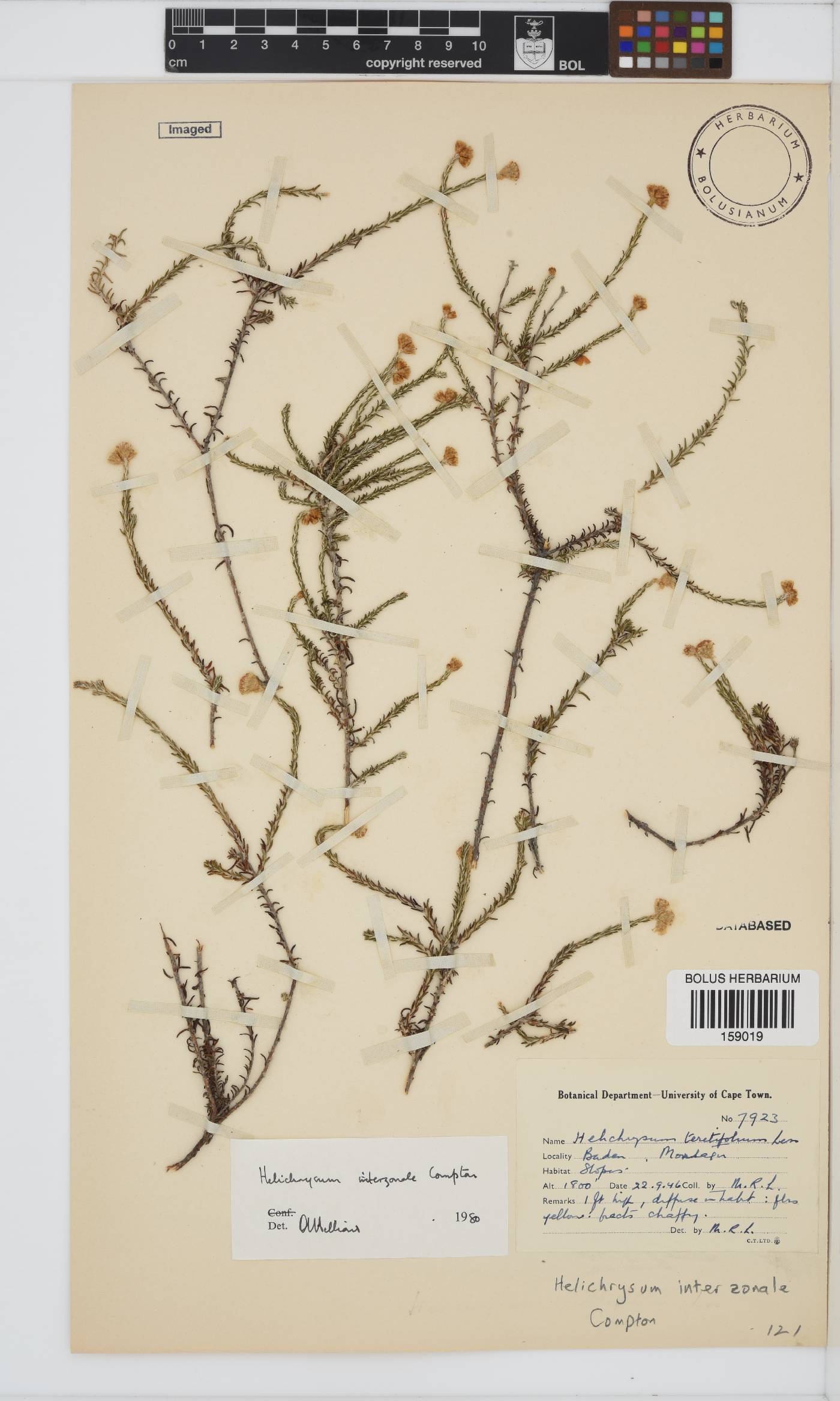 Helichrysum interzonale image