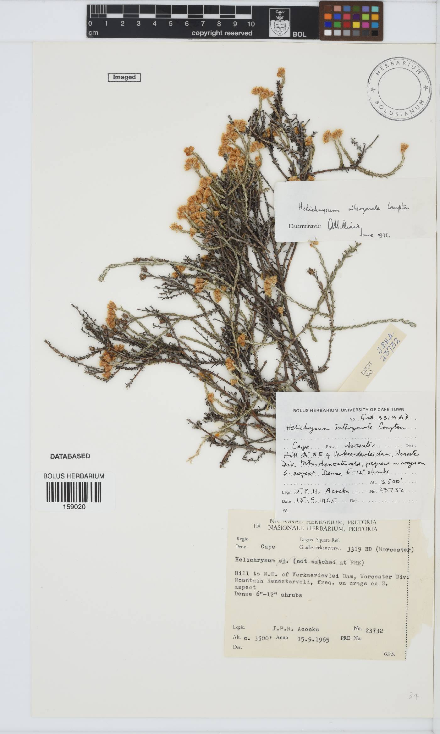 Helichrysum interzonale image