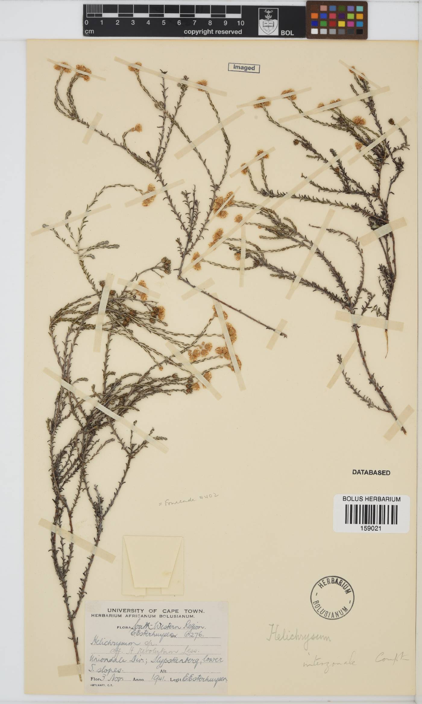 Helichrysum interzonale image