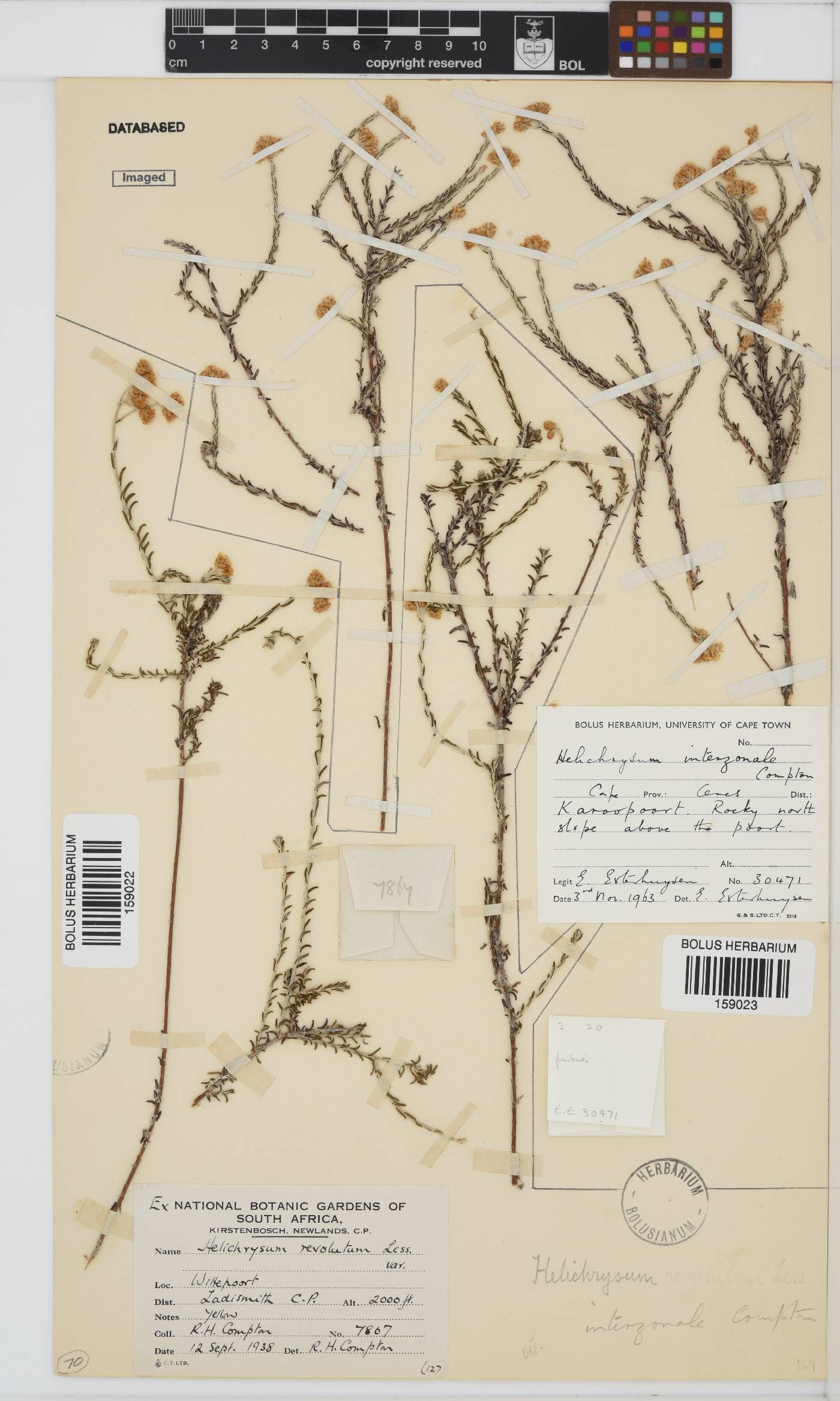 Helichrysum interzonale image