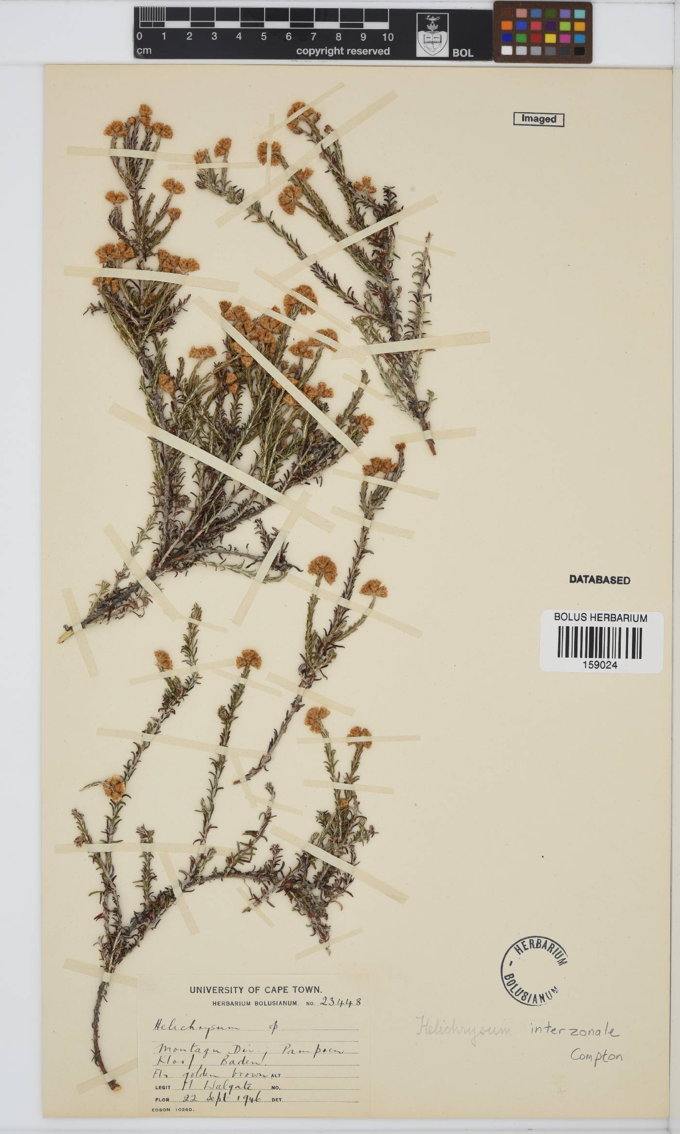 Helichrysum interzonale image