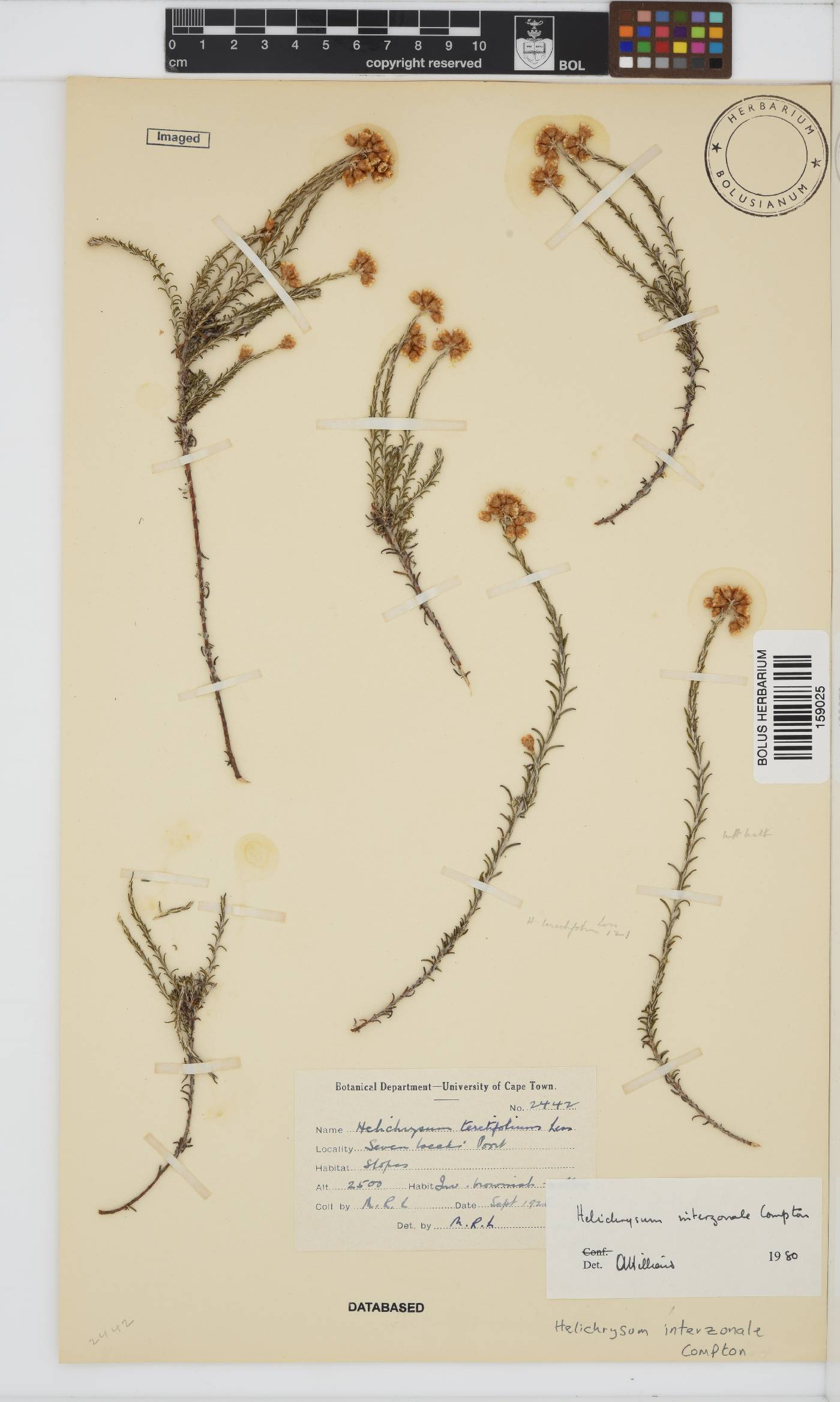 Helichrysum interzonale image