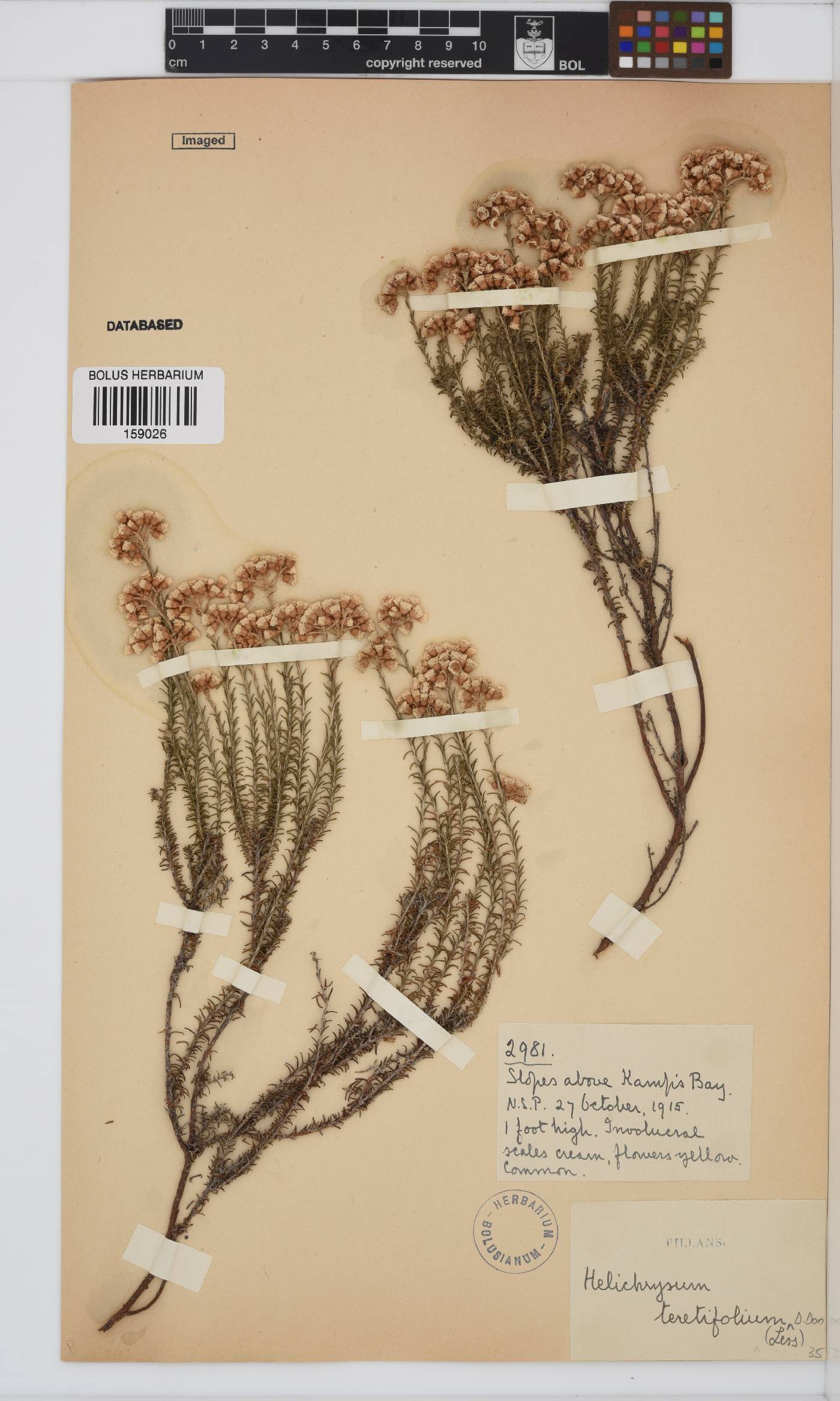 Helichrysum teretifolium image