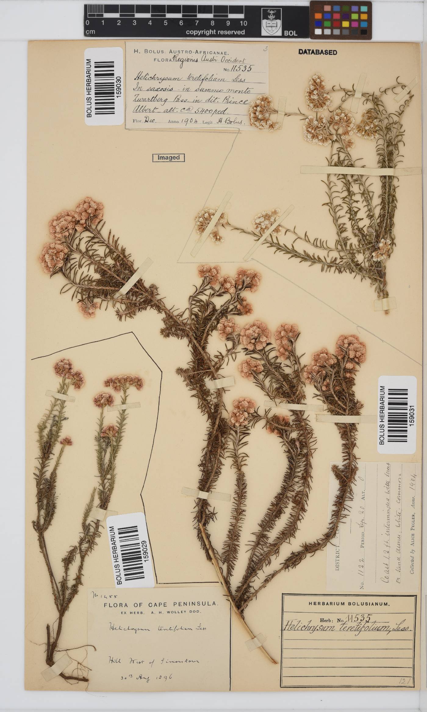 Helichrysum teretifolium image