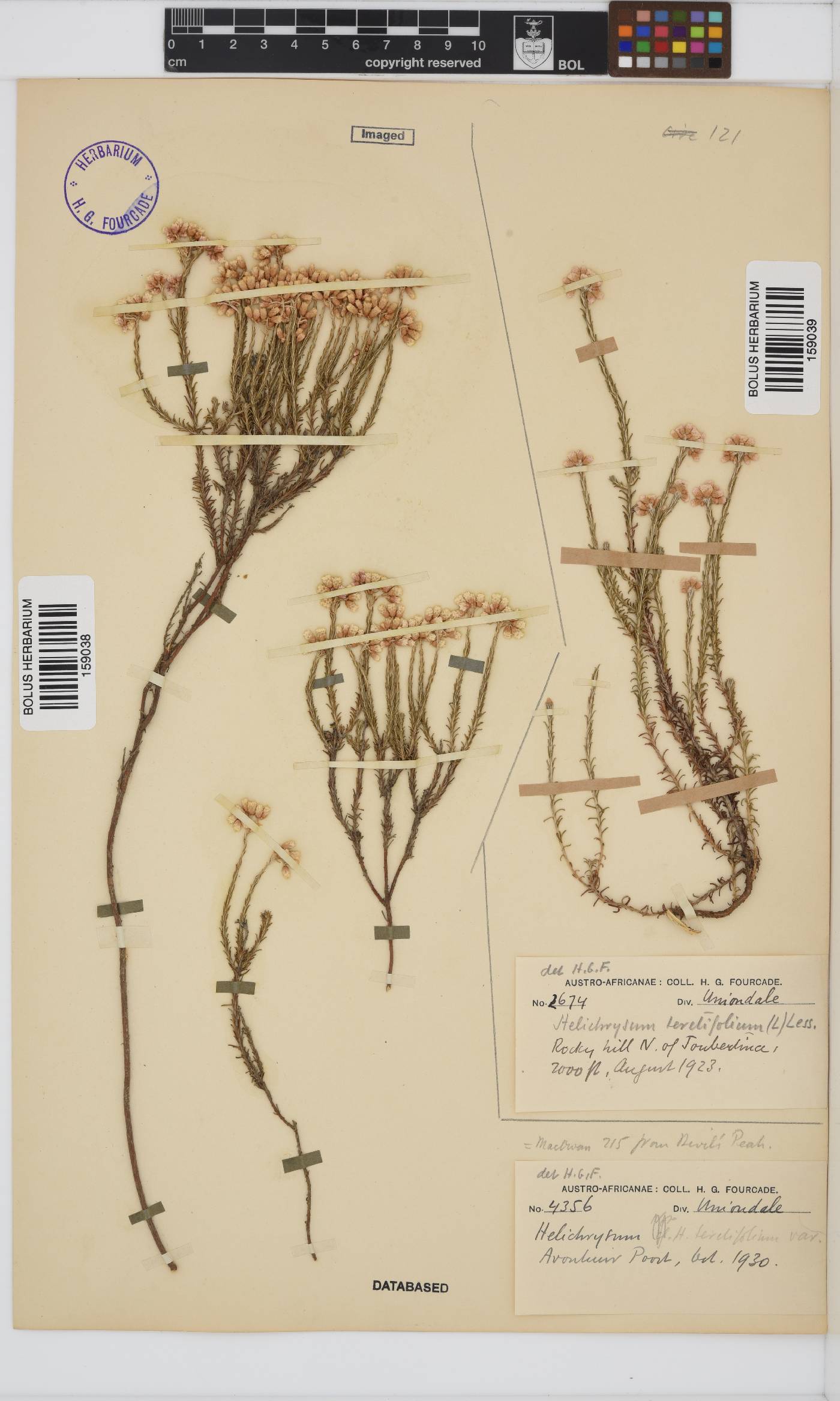 Helichrysum teretifolium image