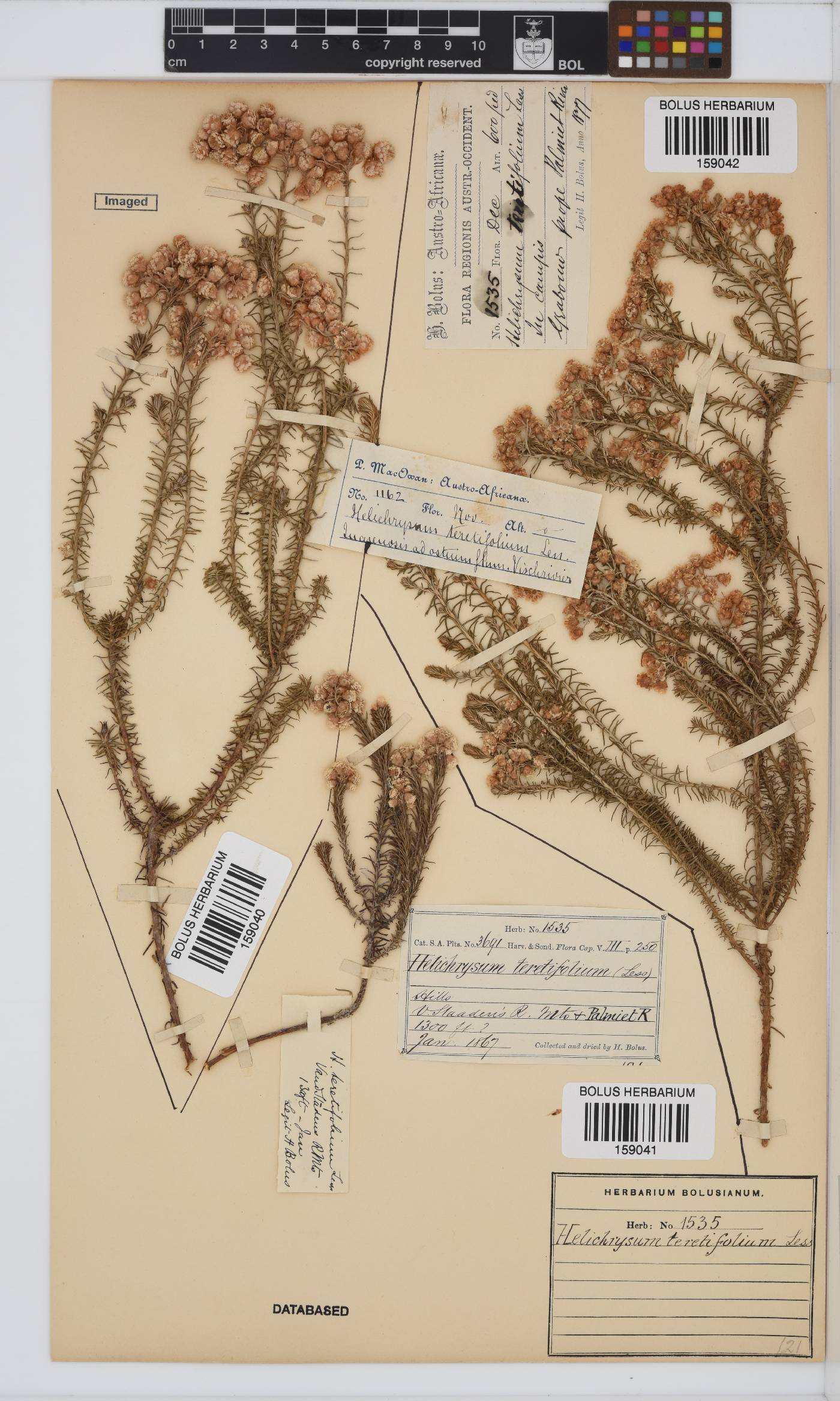 Helichrysum teretifolium image