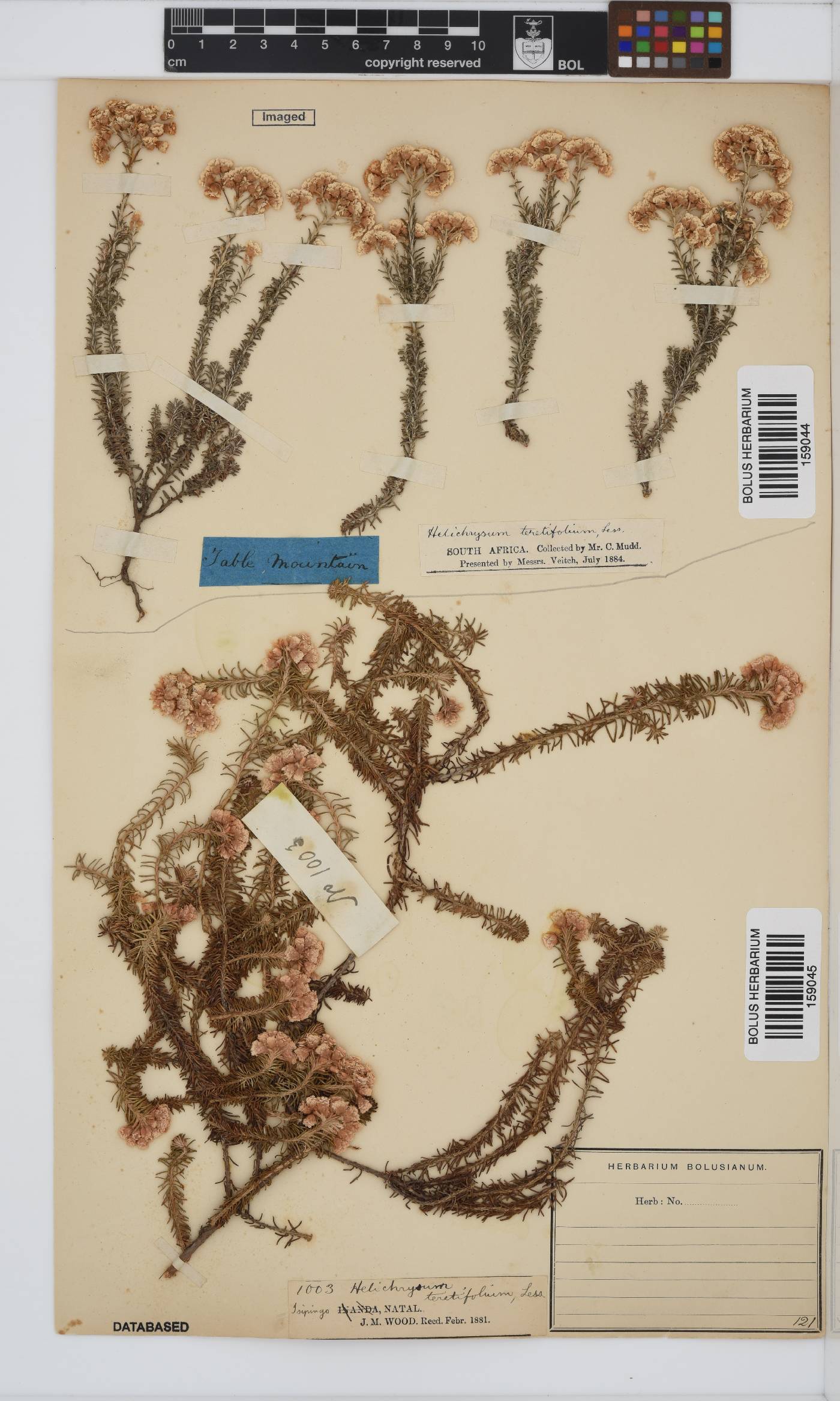 Helichrysum teretifolium image