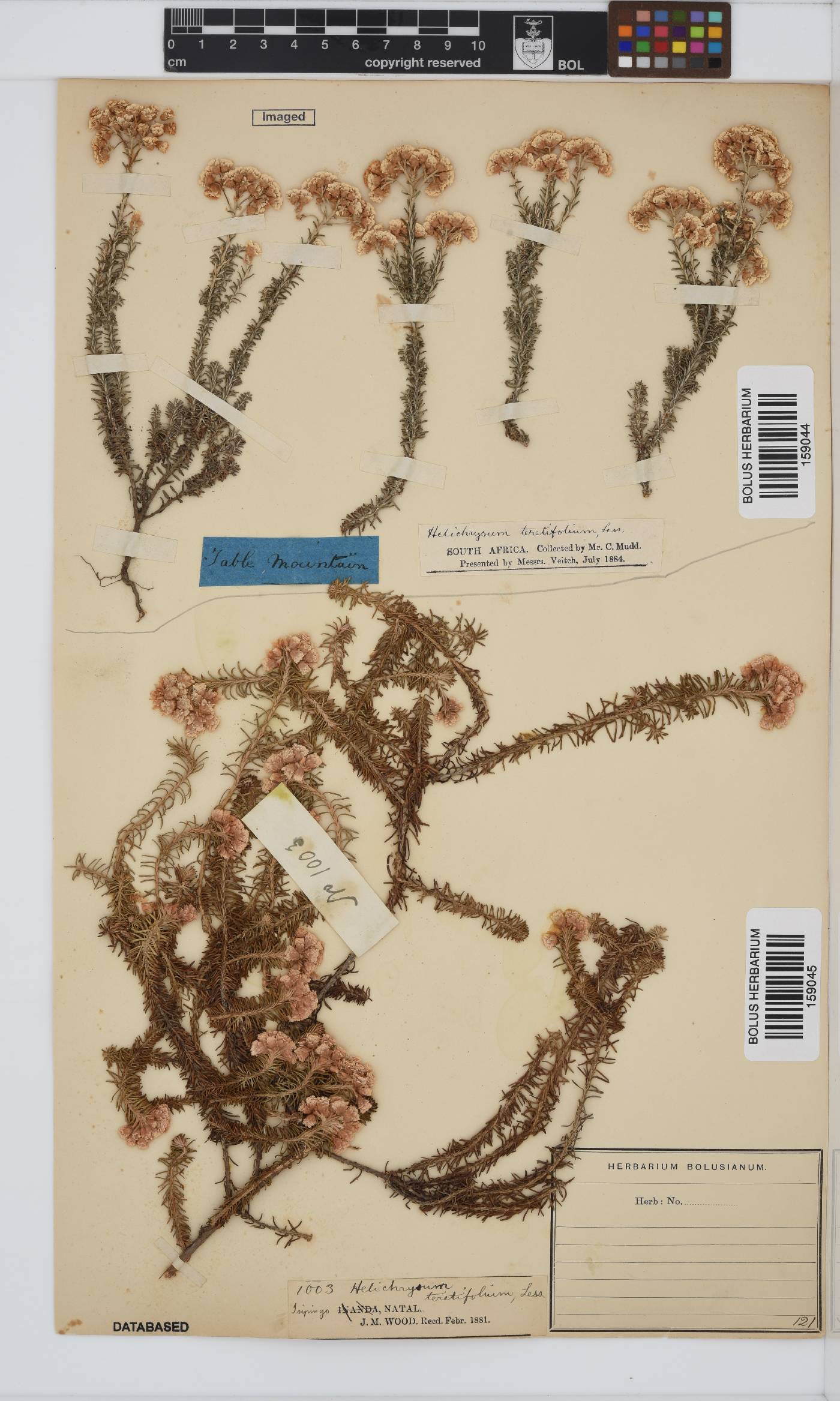 Helichrysum teretifolium image