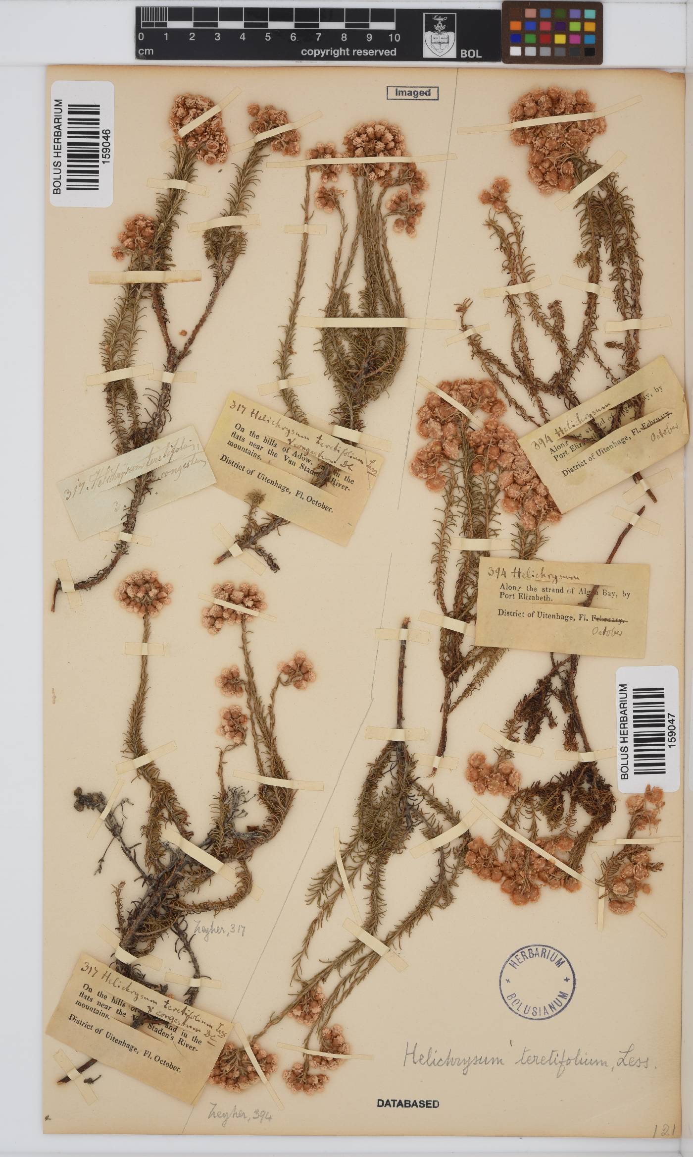 Helichrysum teretifolium image