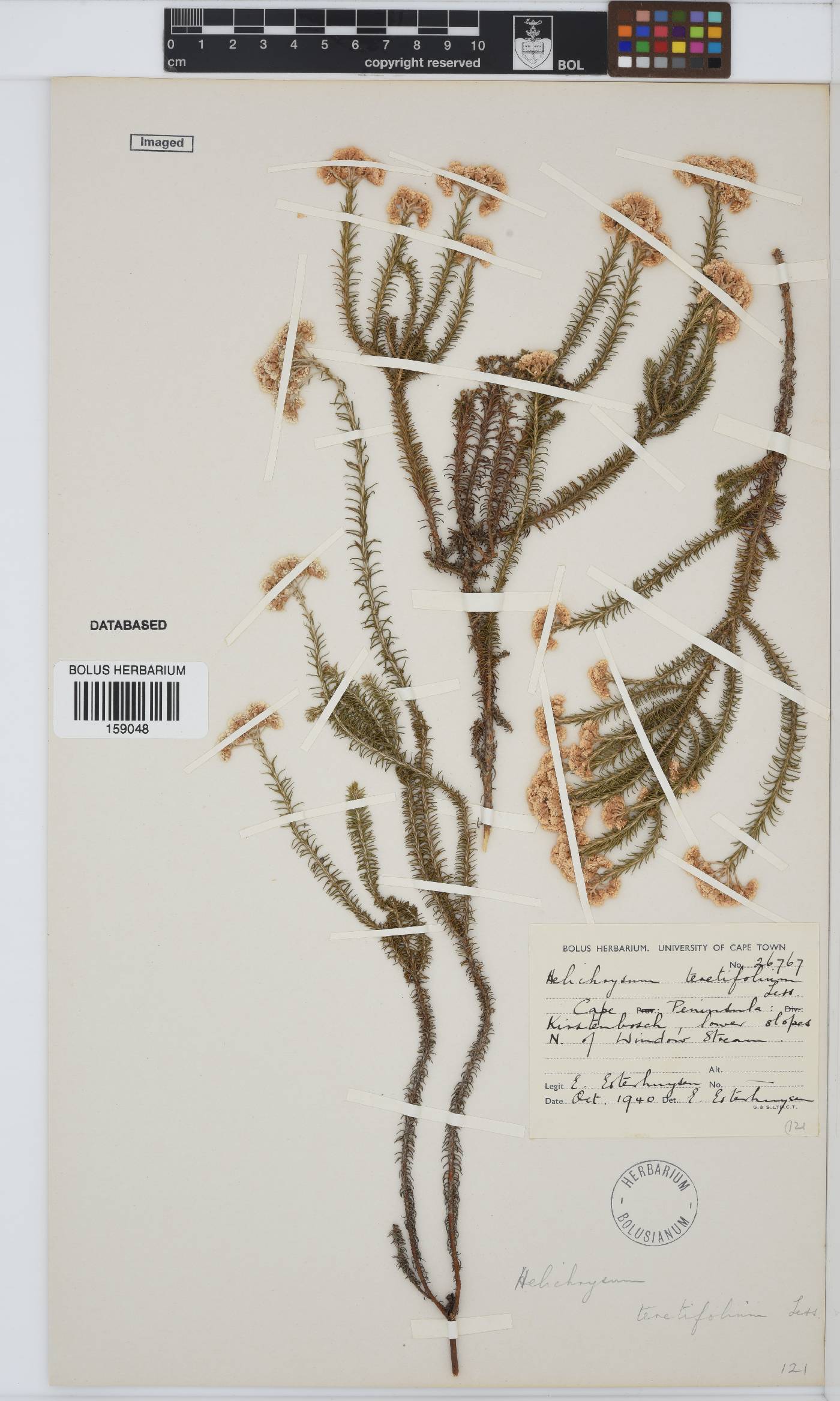 Helichrysum teretifolium image