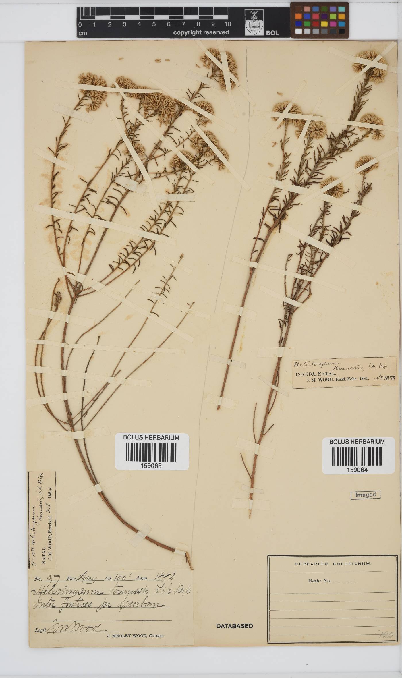 Helichrysum kraussii image