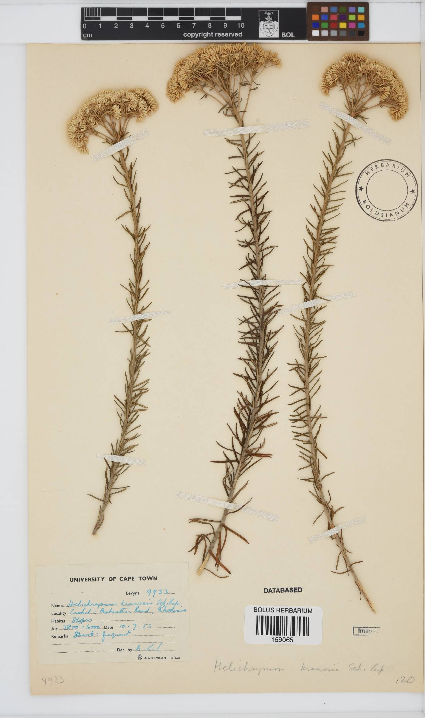 Helichrysum kraussii image