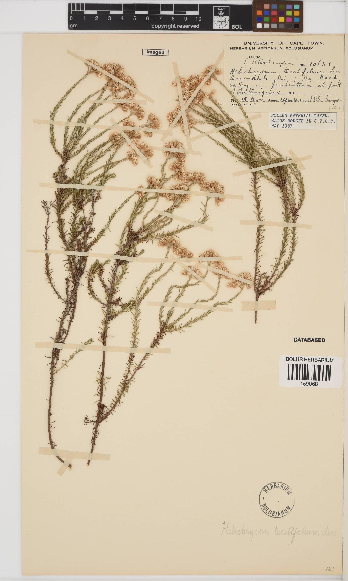 Helichrysum teretifolium image