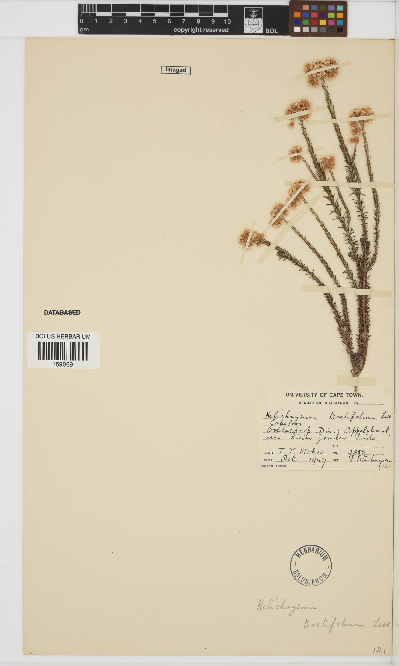 Helichrysum teretifolium image