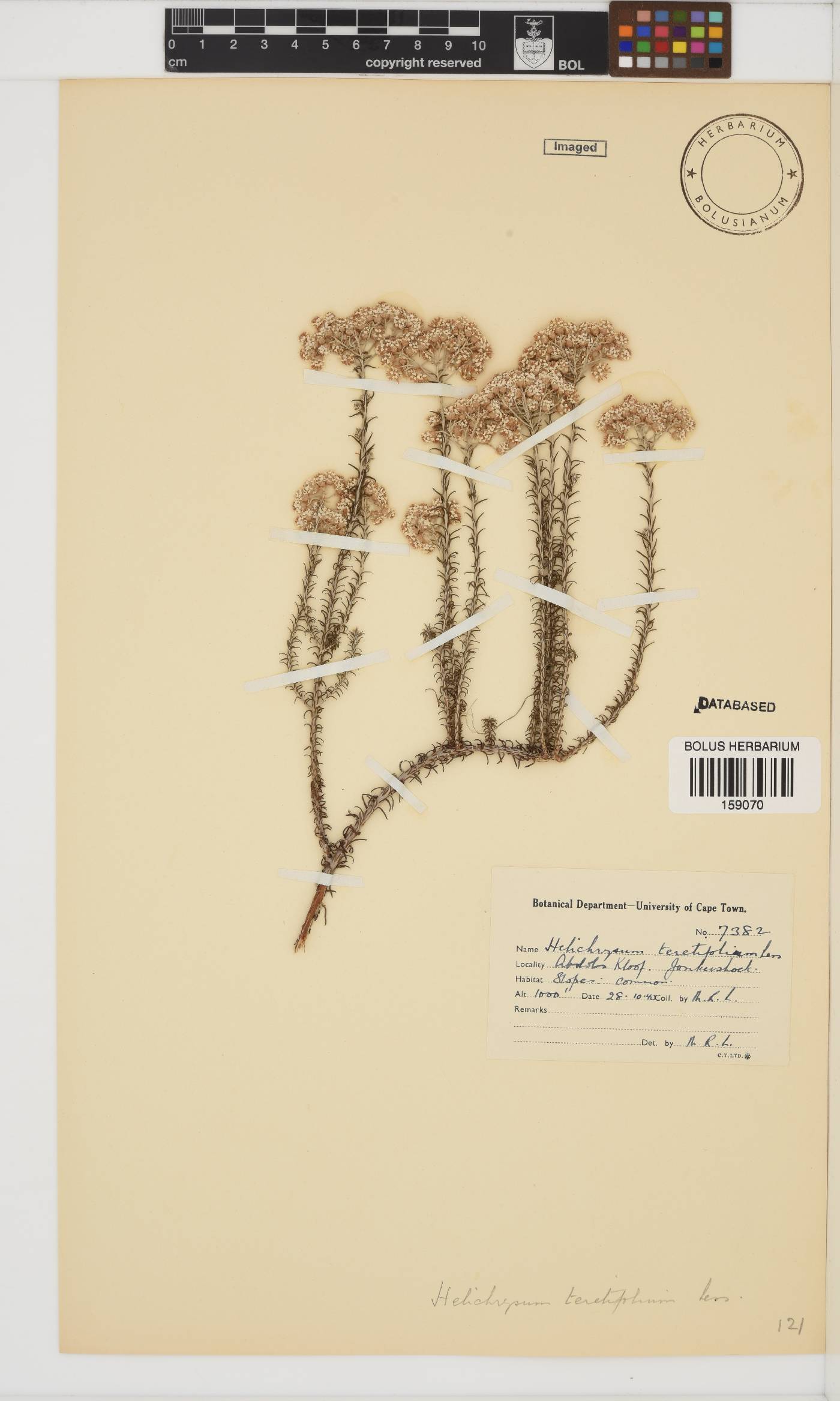 Helichrysum teretifolium image