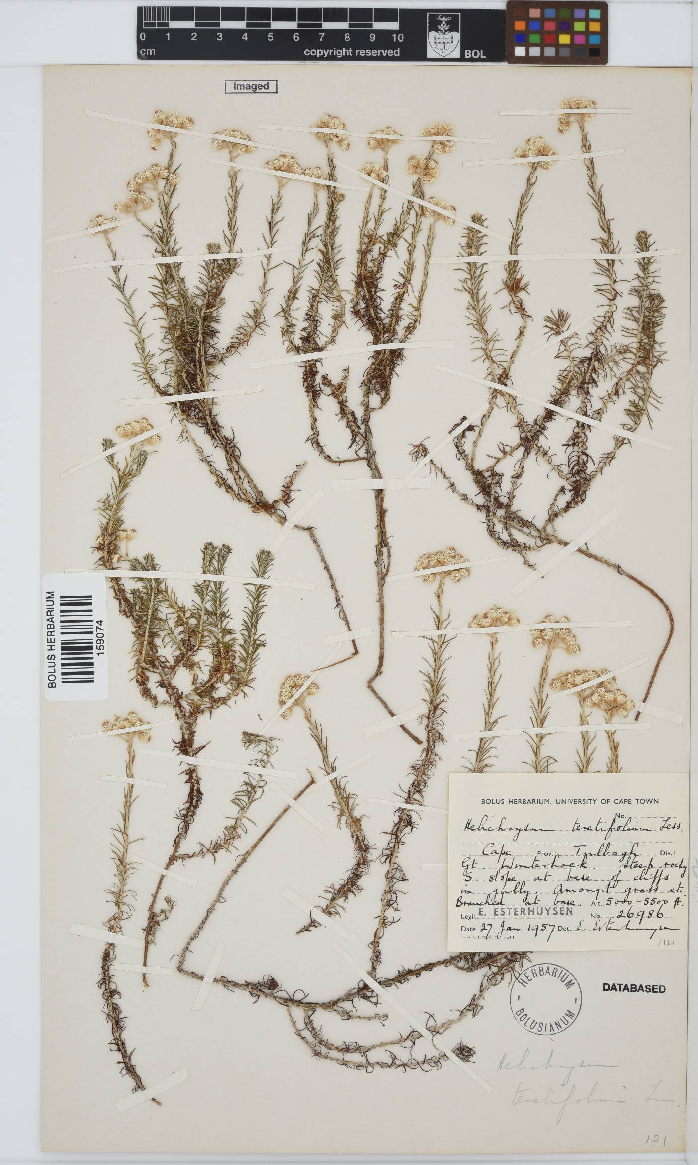Helichrysum teretifolium image