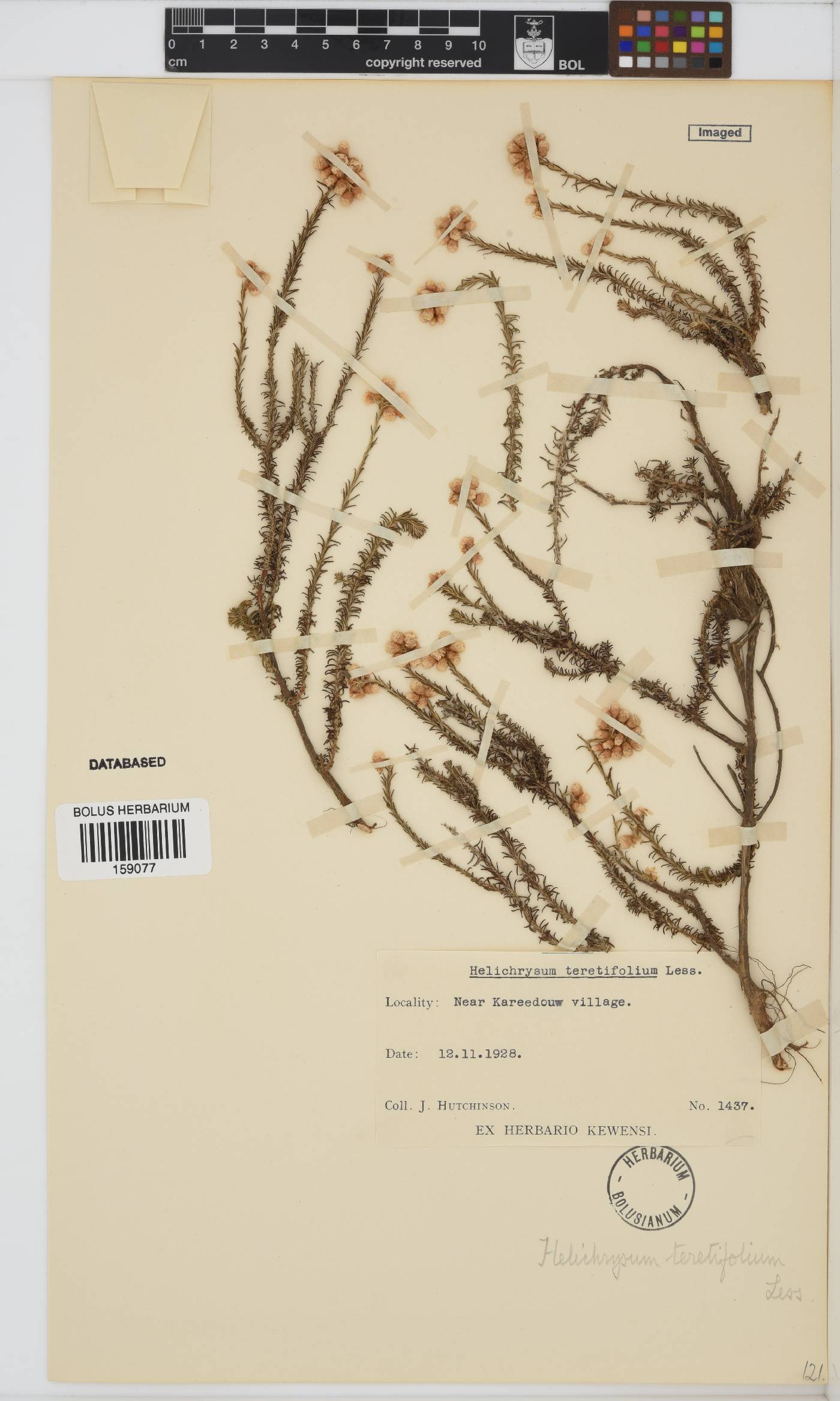 Helichrysum teretifolium image