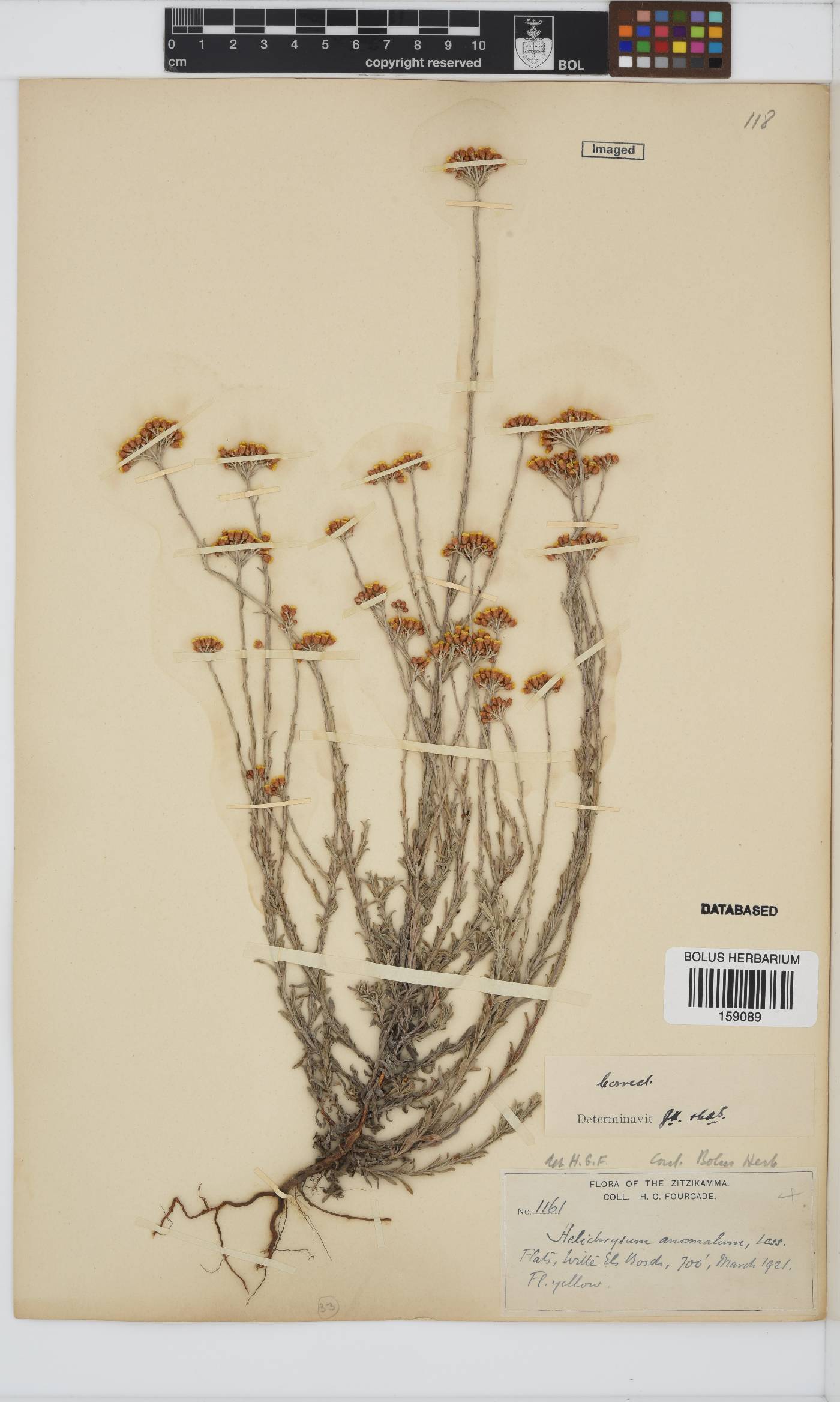 Helichrysum anomalum image