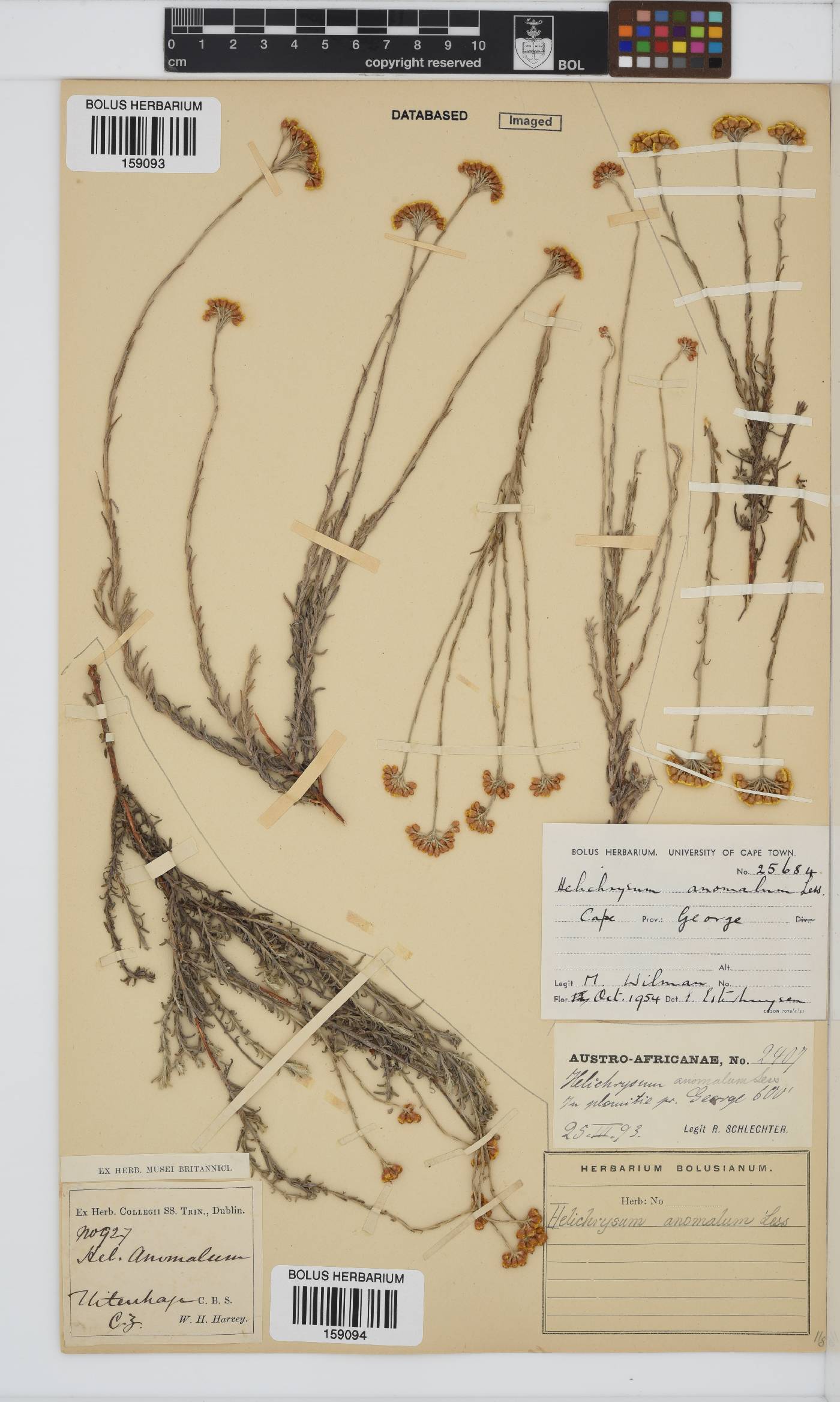 Helichrysum anomalum image