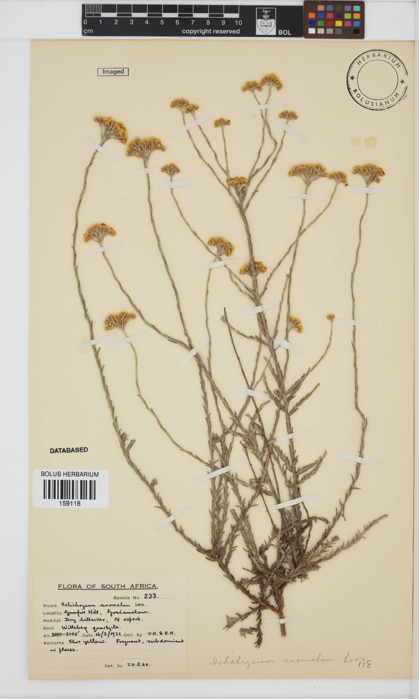 Helichrysum anomalum image