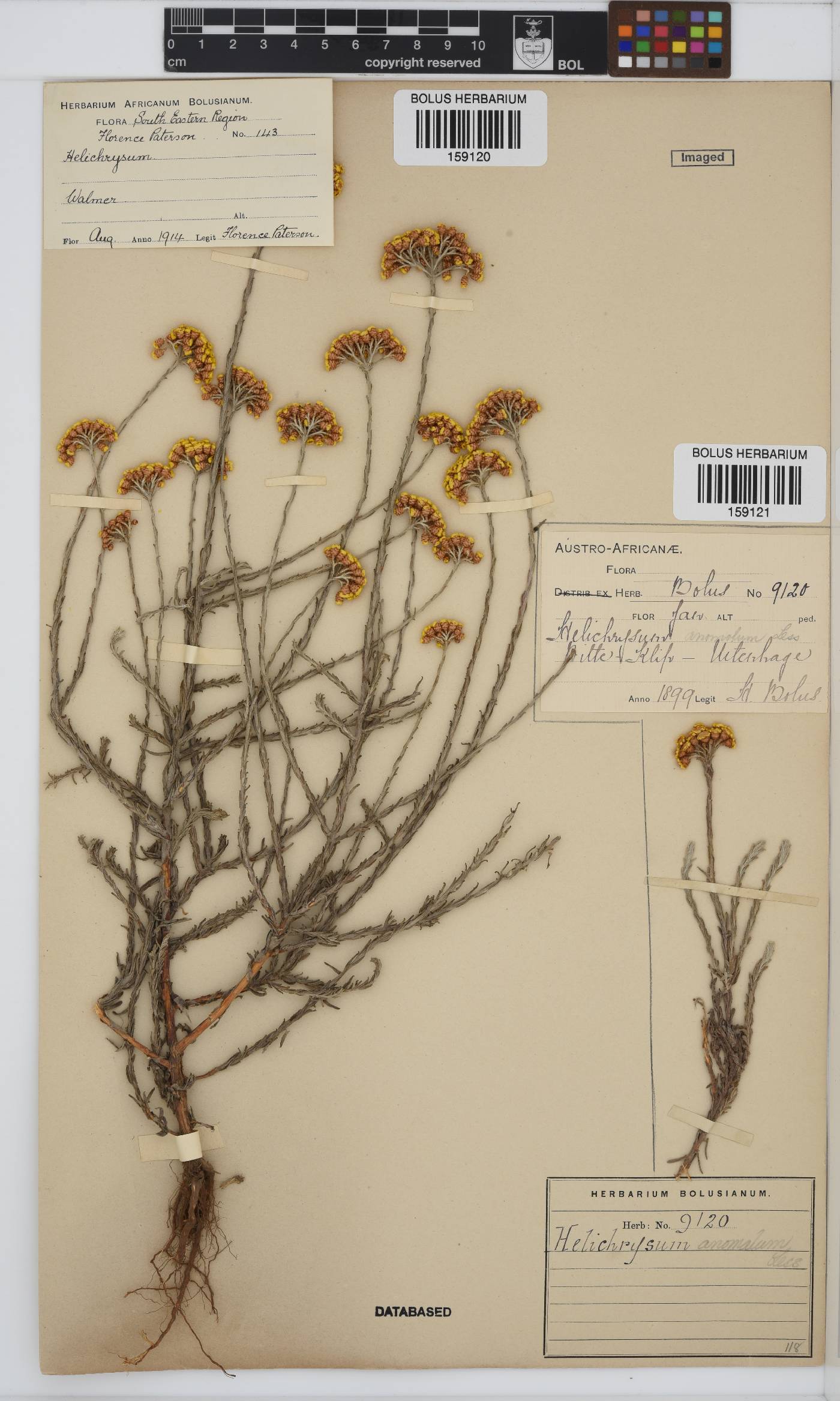 Helichrysum anomalum image
