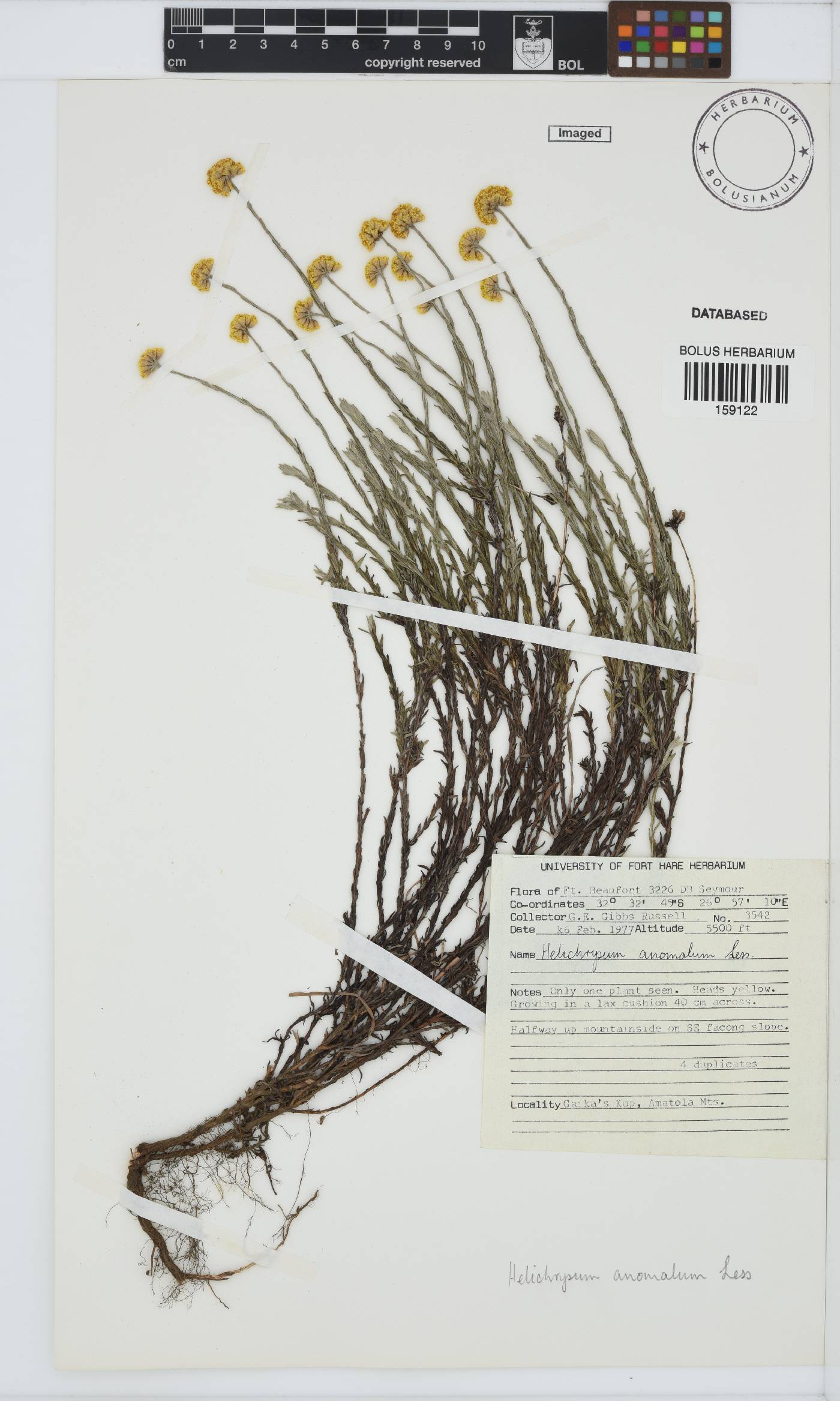 Helichrysum anomalum image