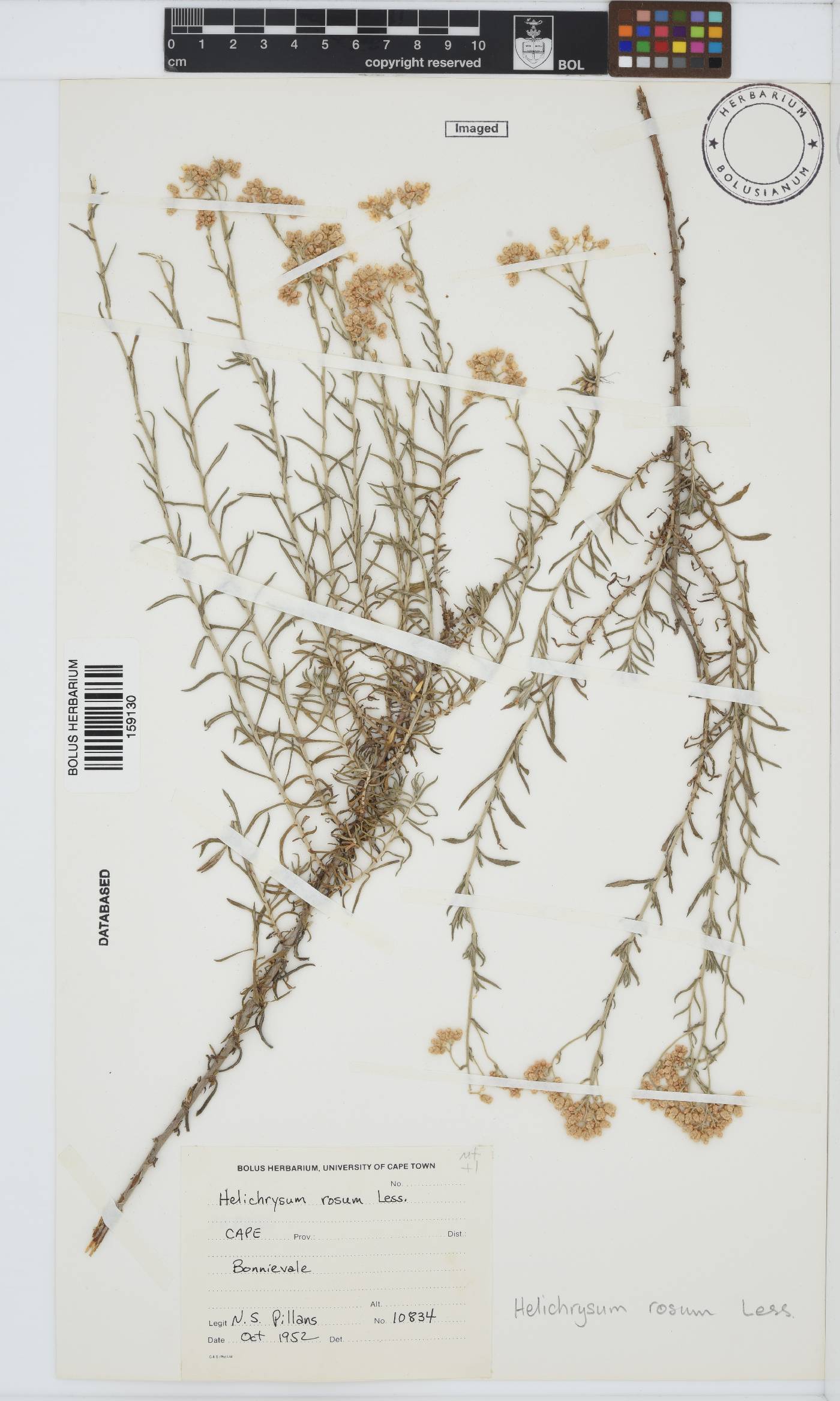 Helichrysum rosum var. rosum image