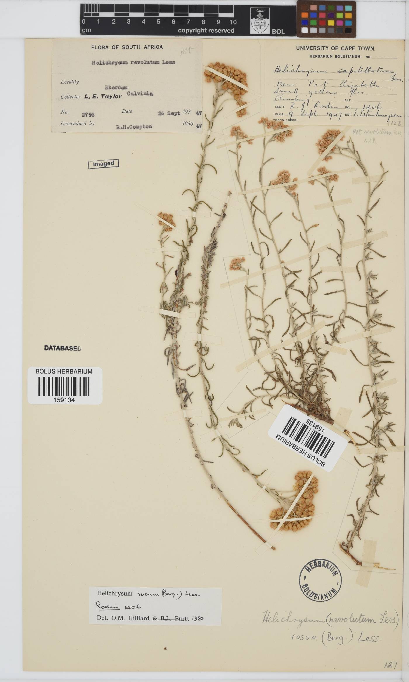 Helichrysum rosum image