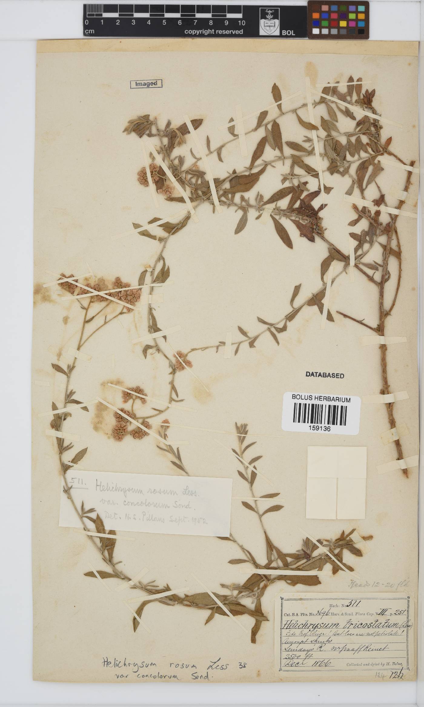 Helichrysum rosum var. rosum image