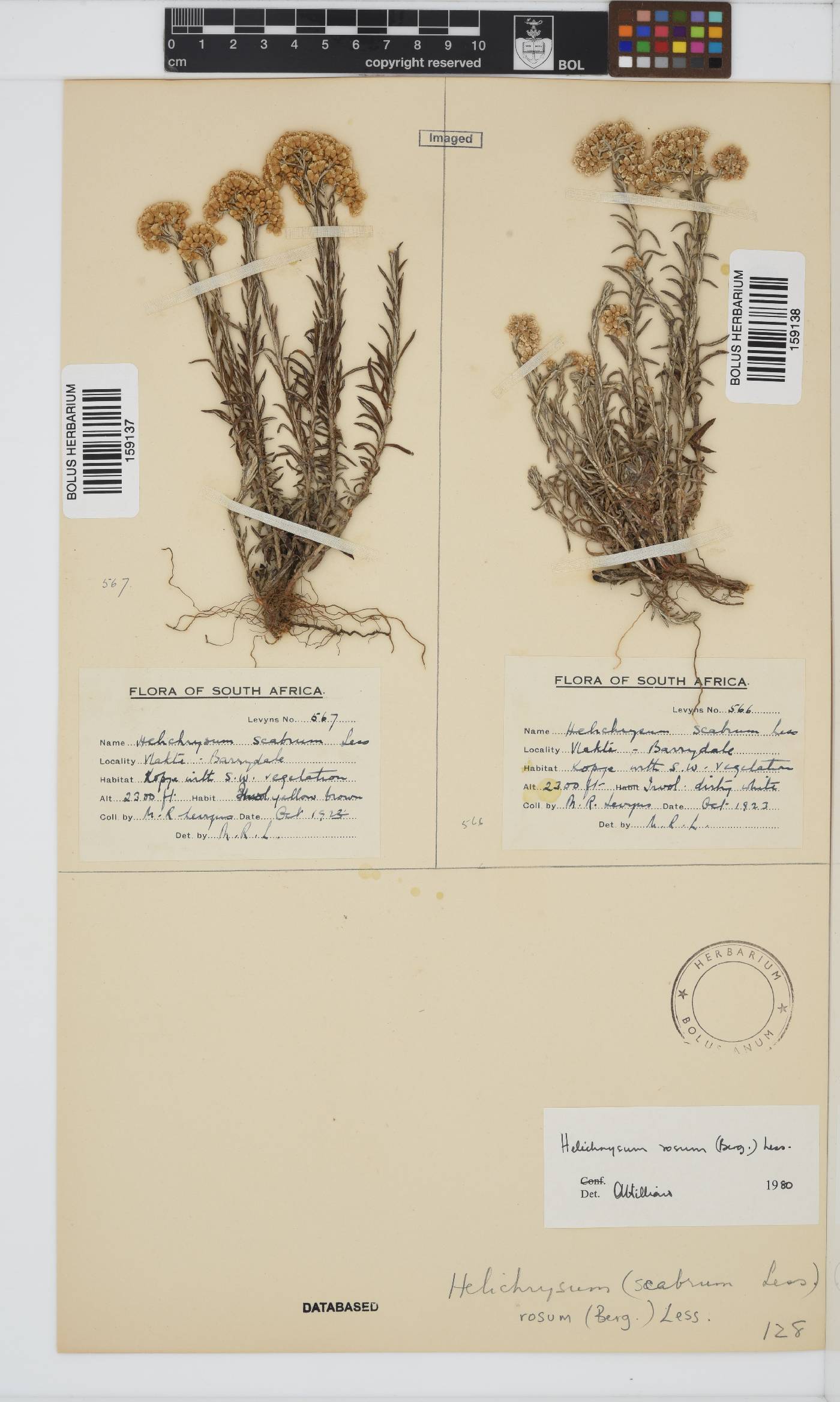 Helichrysum rosum var. rosum image