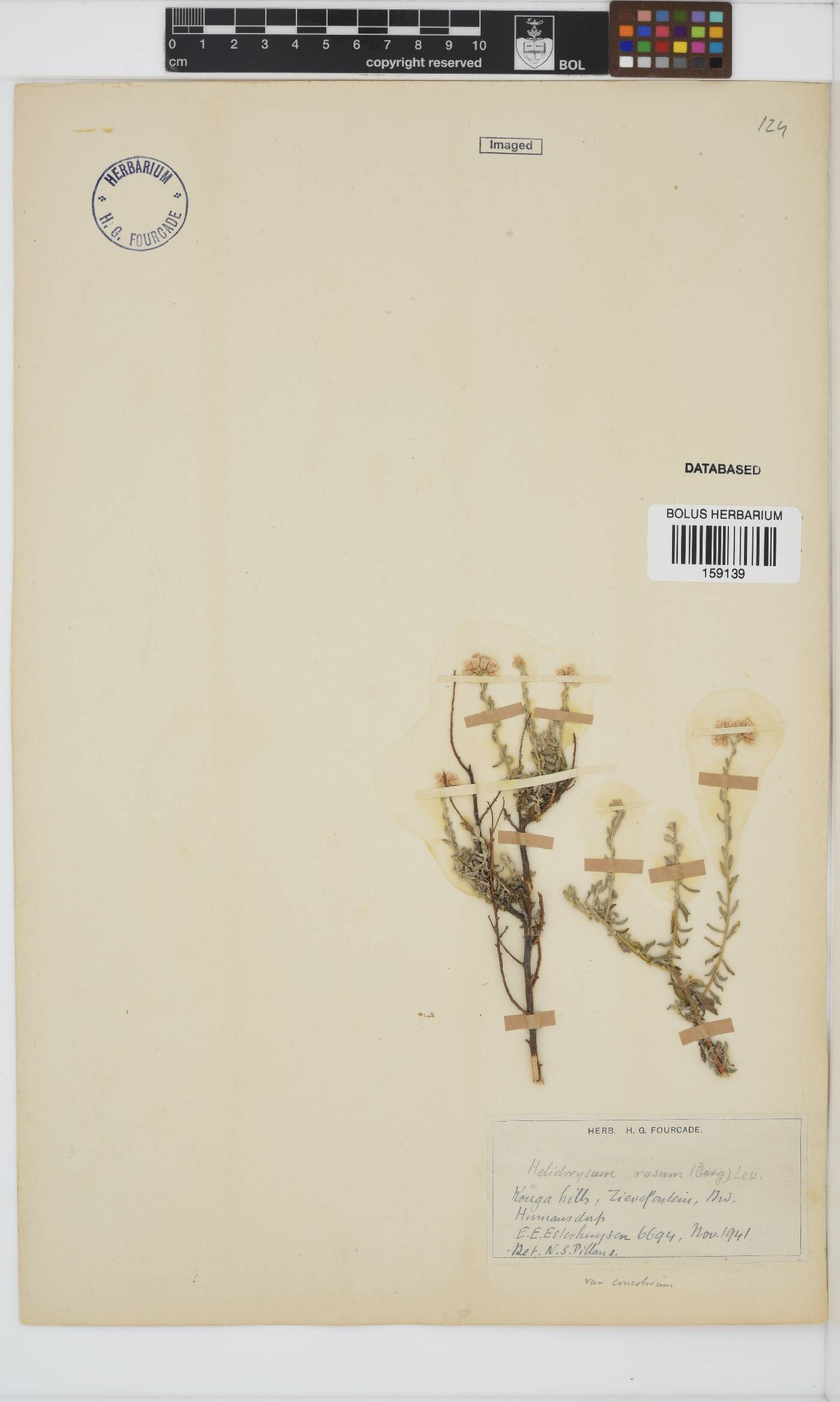 Helichrysum rosum image