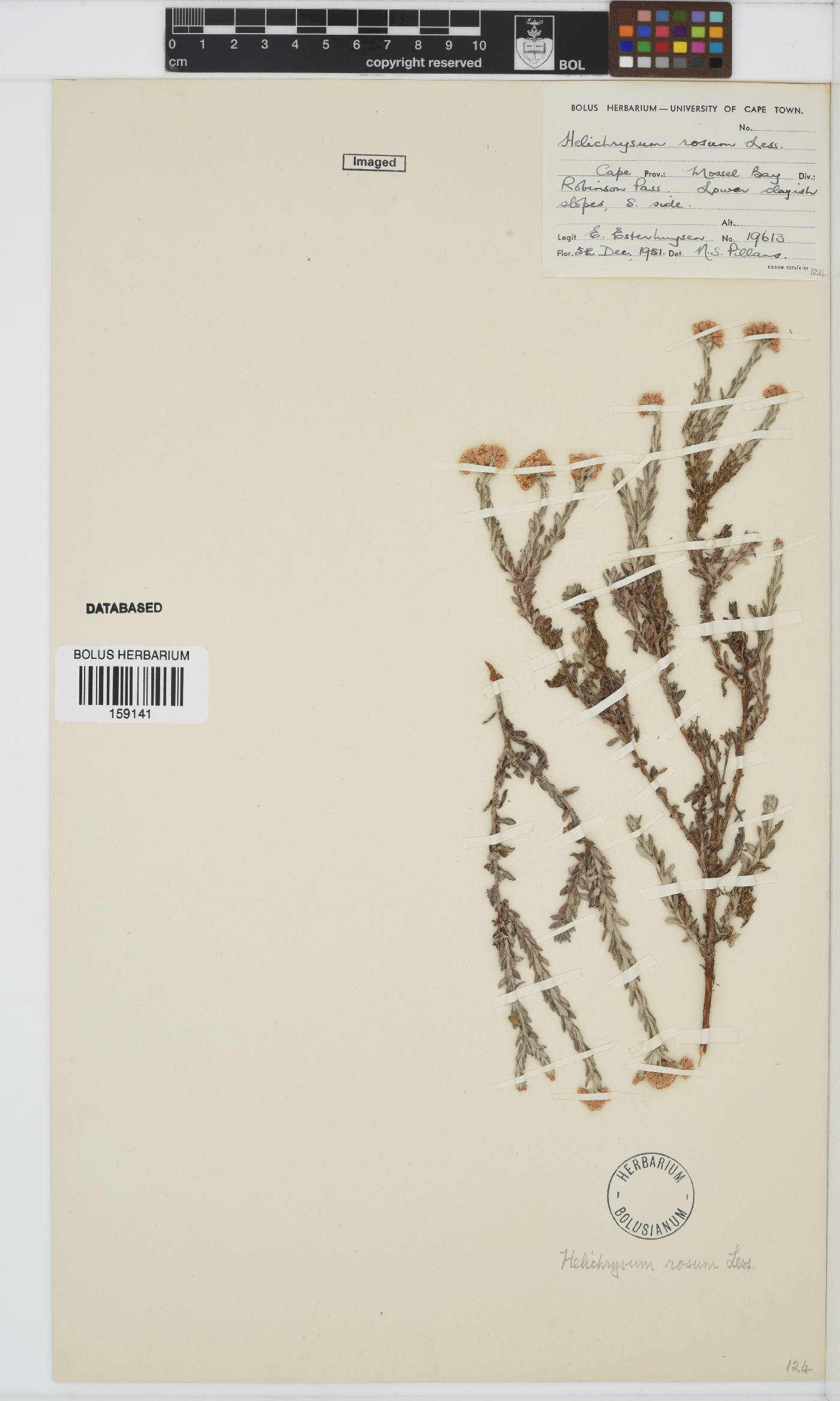 Helichrysum rosum var. rosum image