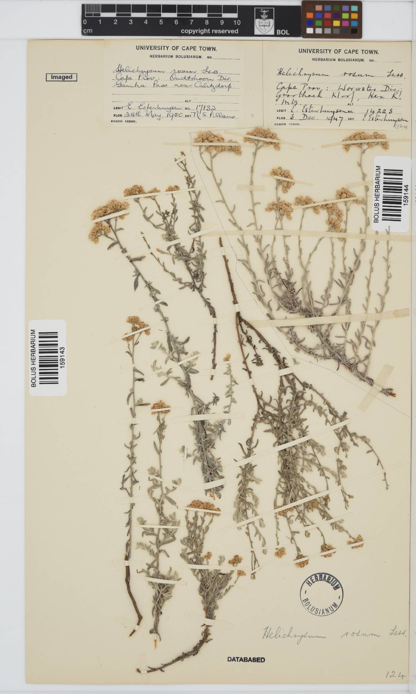 Helichrysum rosum var. rosum image