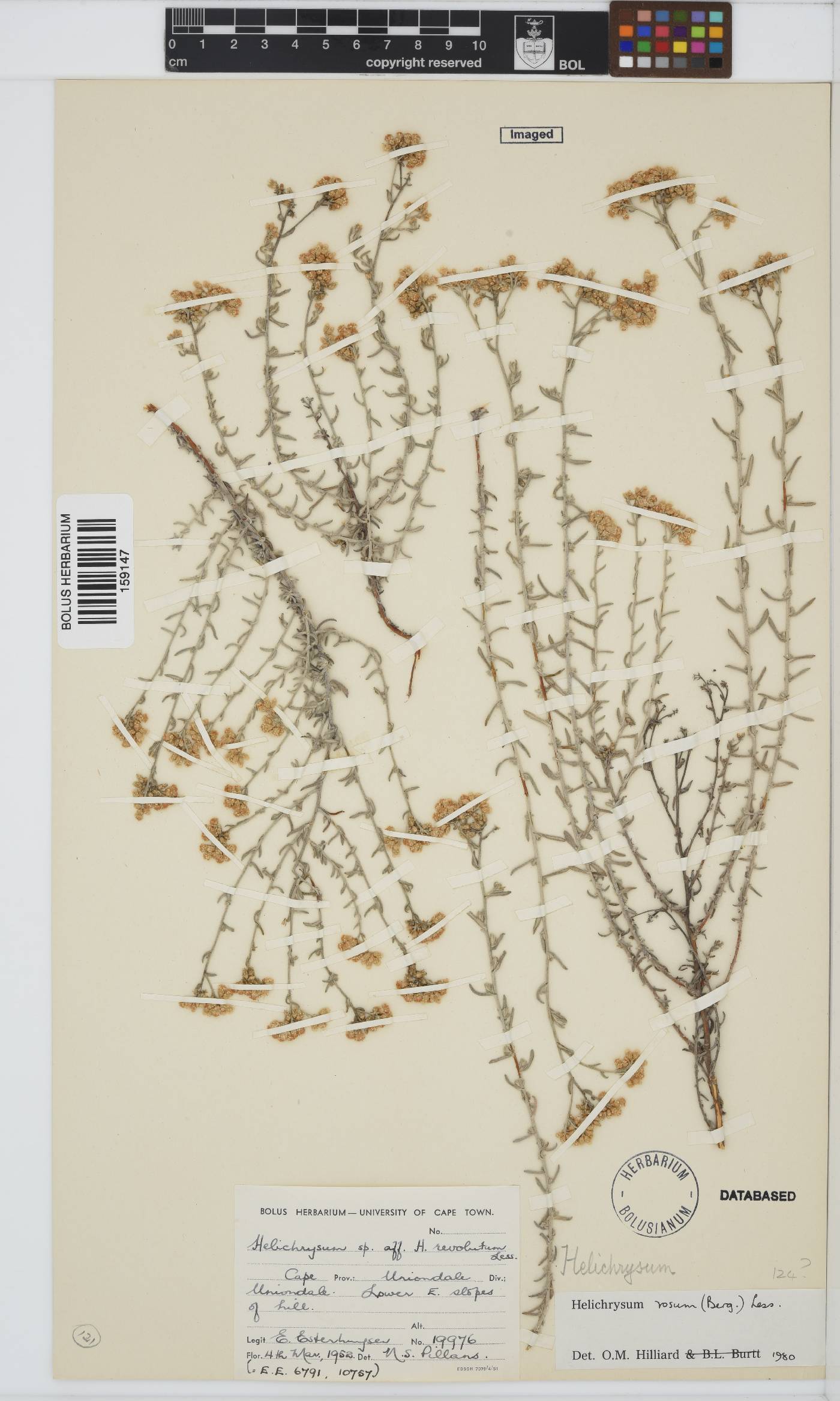 Helichrysum rosum var. rosum image