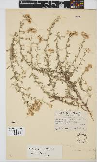 Helichrysum rosum image
