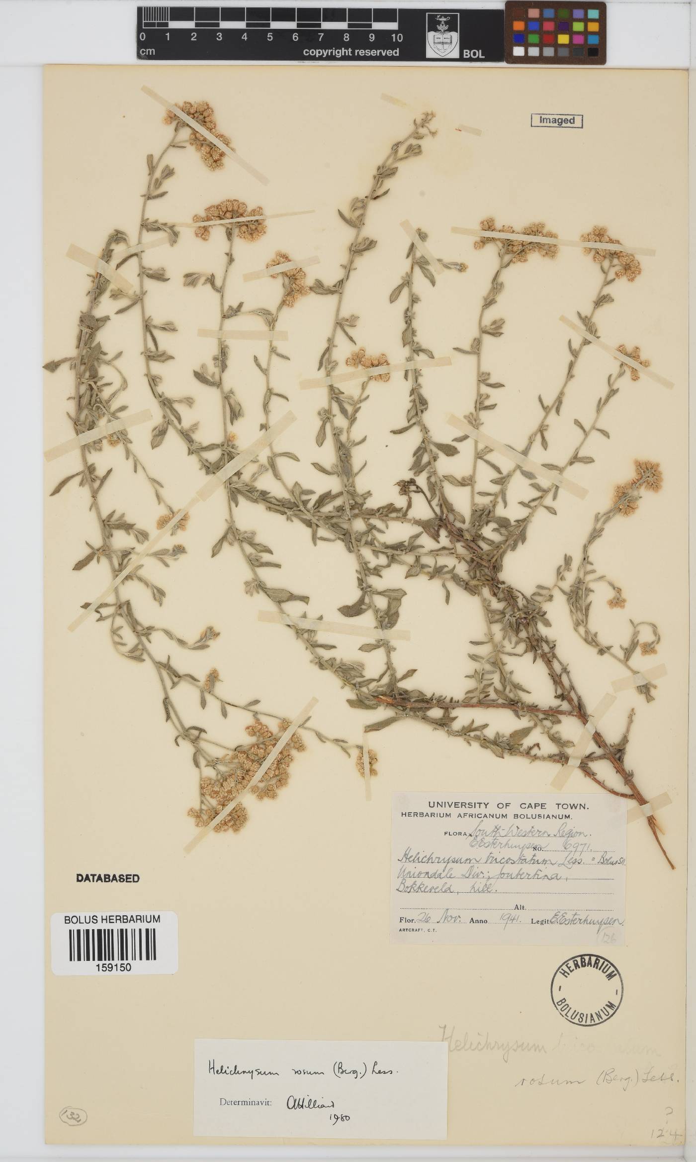 Helichrysum rosum image