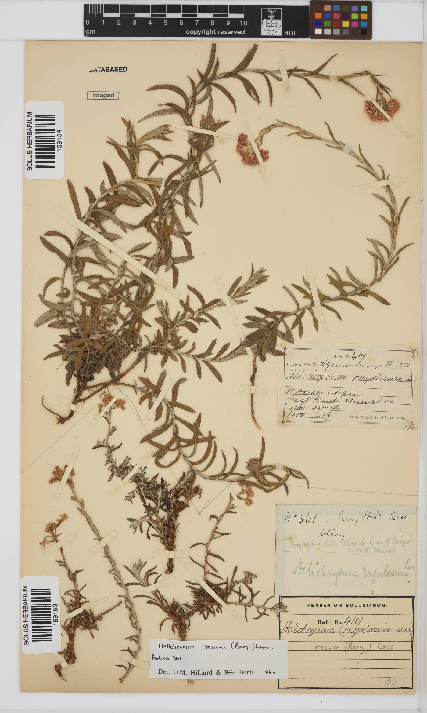 Helichrysum rosum var. rosum image