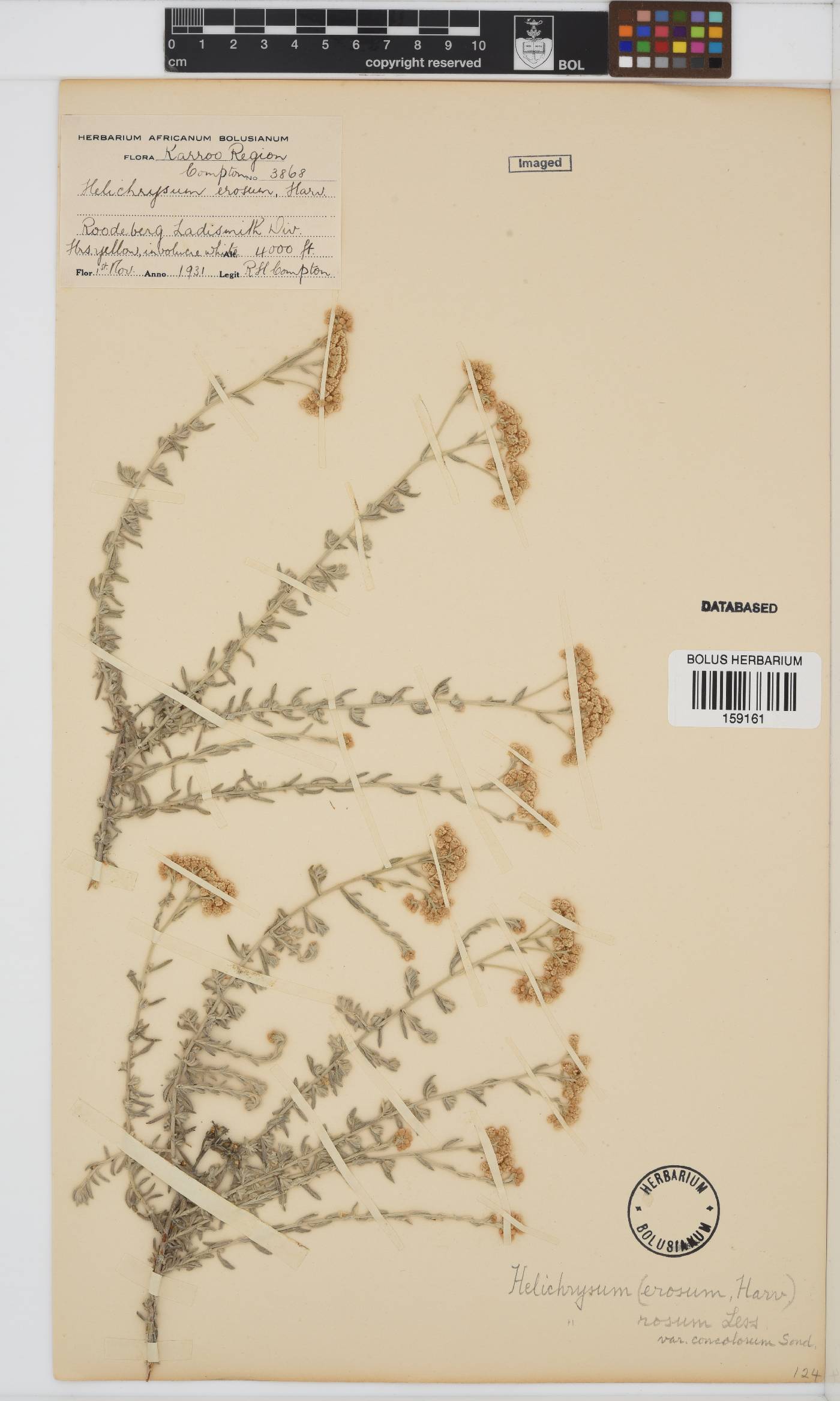 Helichrysum rosum var. rosum image