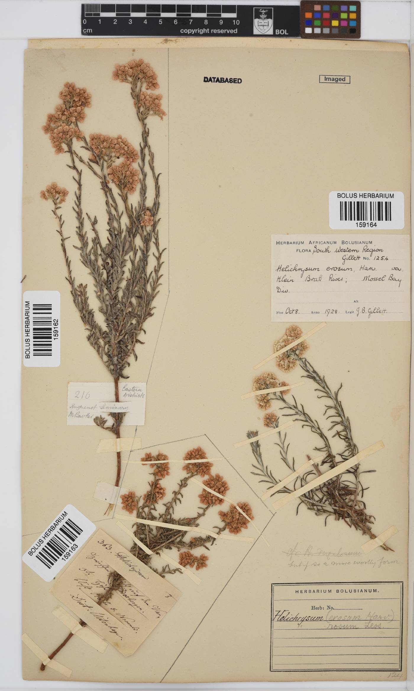 Helichrysum rosum var. rosum image