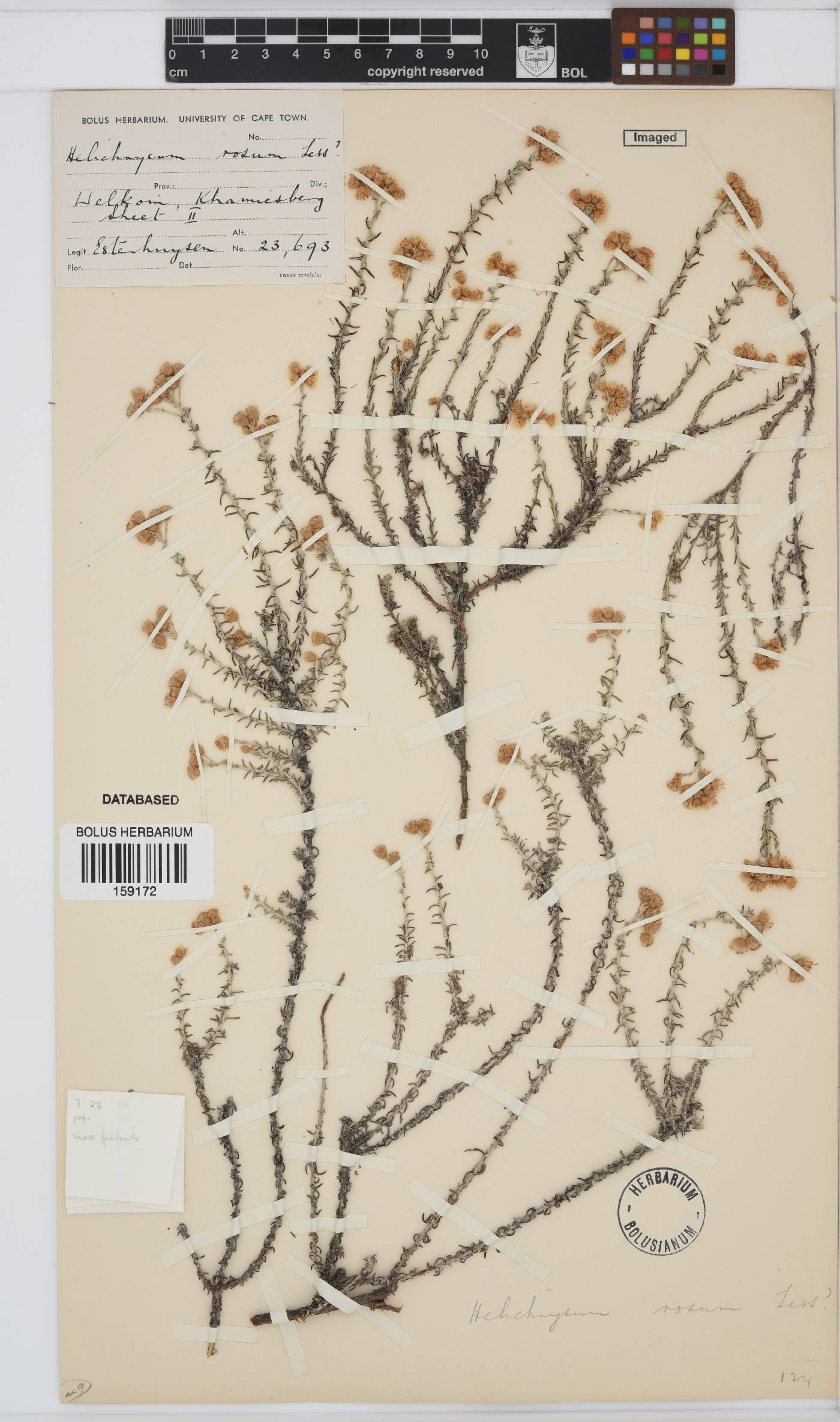 Helichrysum dregeanum image