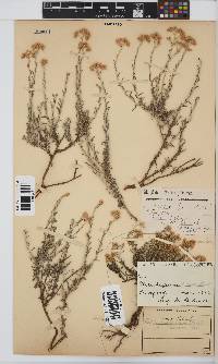 Helichrysum rosum image