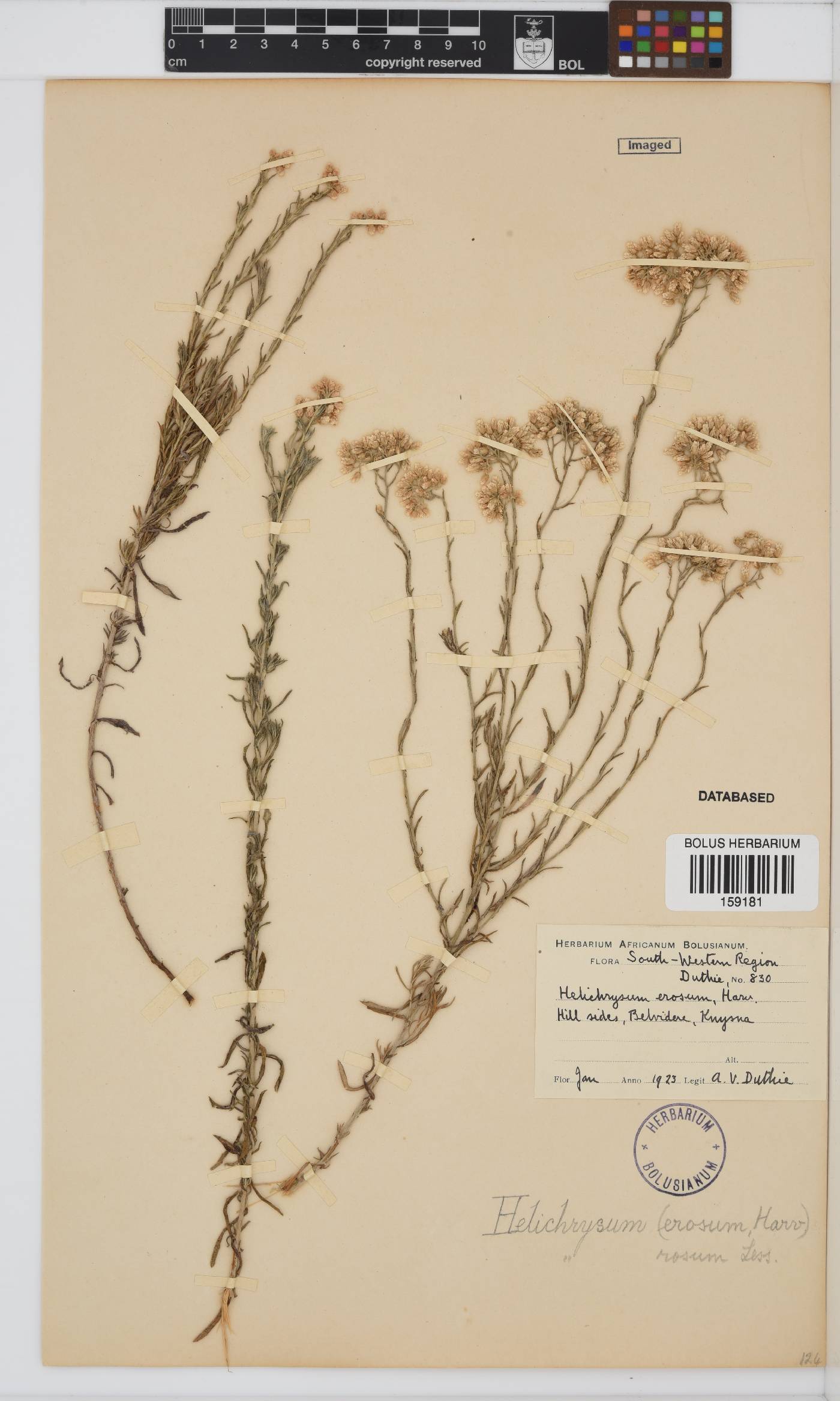 Helichrysum rosum var. rosum image