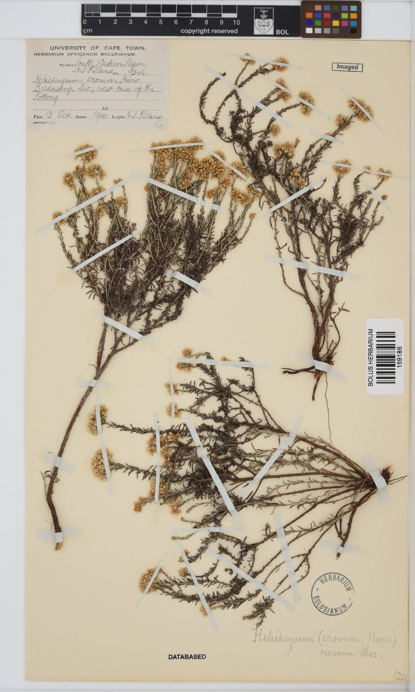 Helichrysum rosum var. rosum image