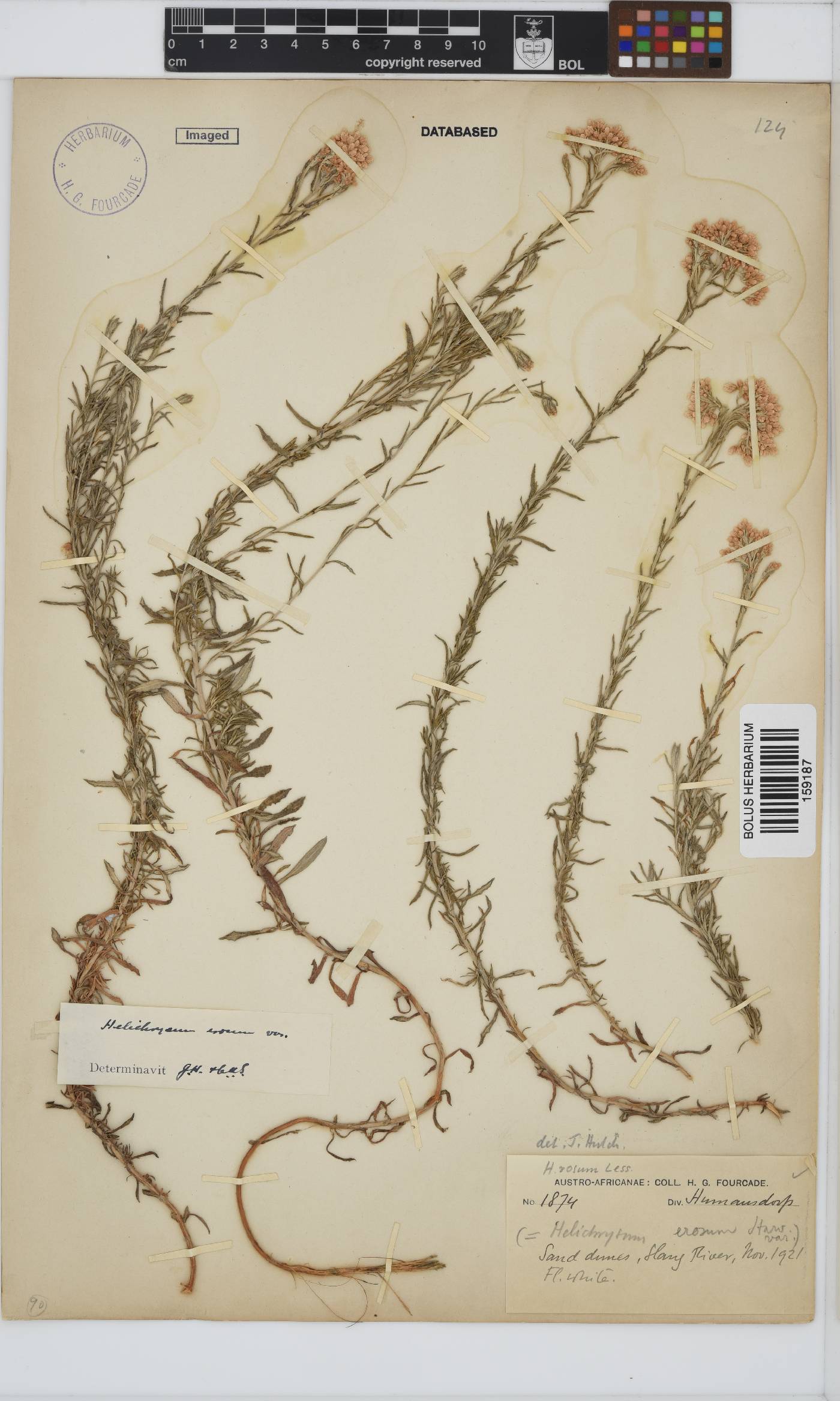 Helichrysum rosum var. rosum image