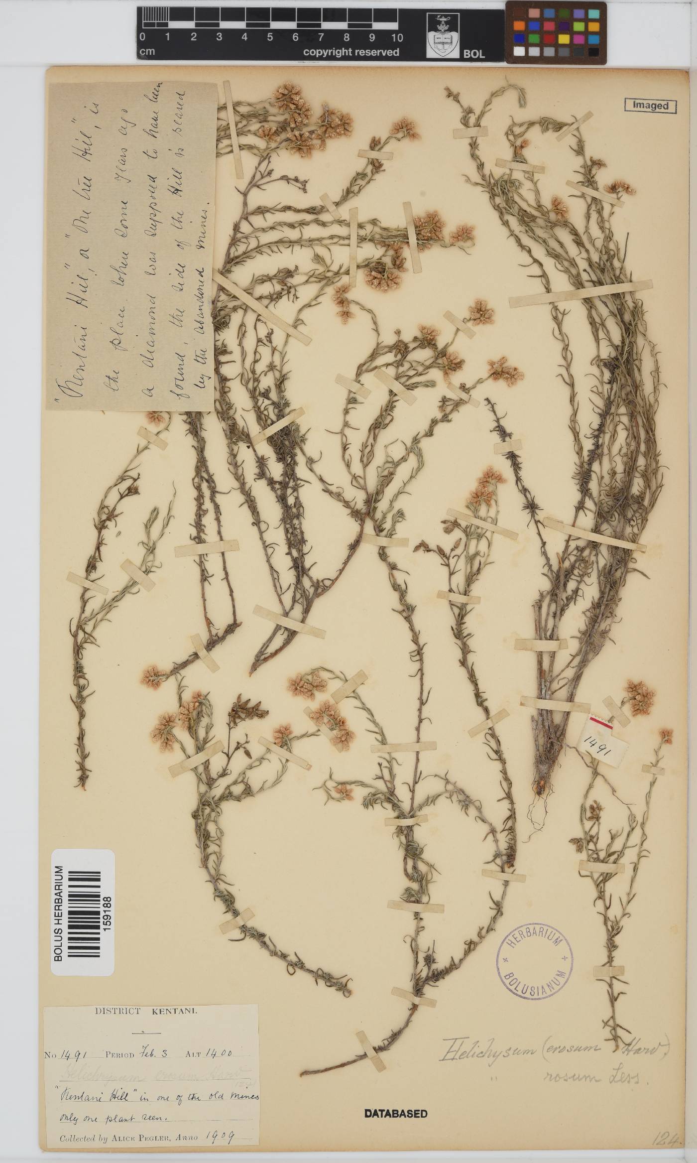 Helichrysum rosum image