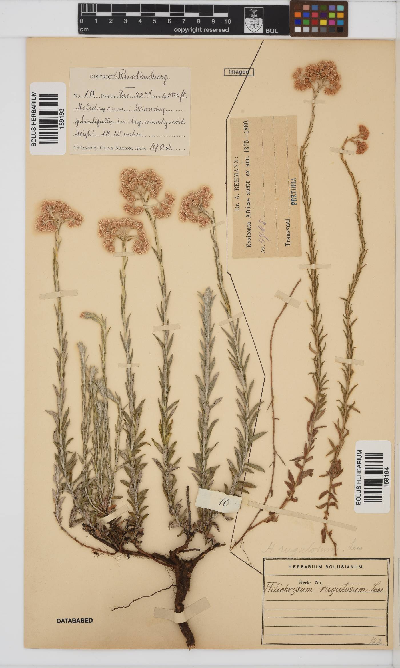 Helichrysum rugulosum image