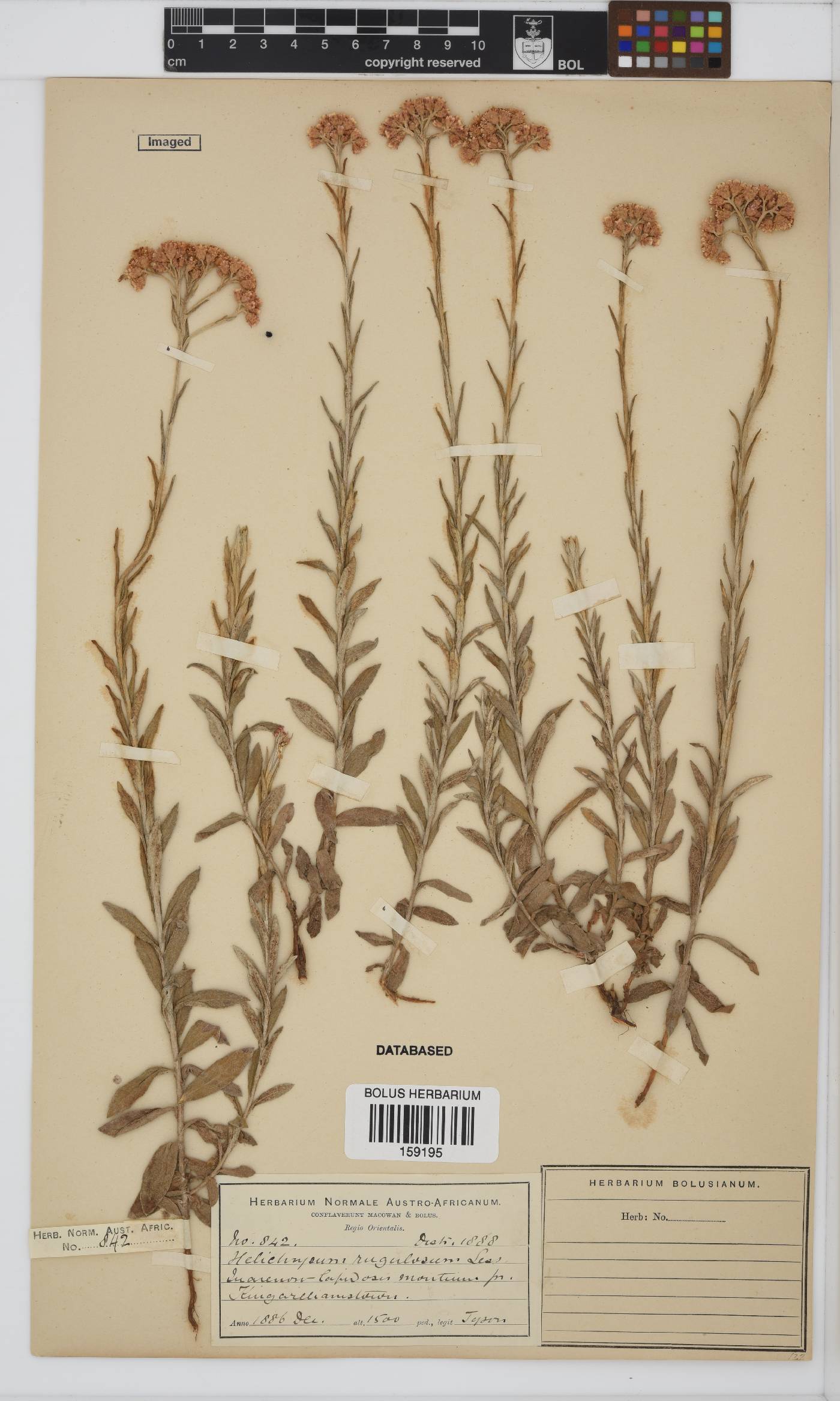 Helichrysum rugulosum image
